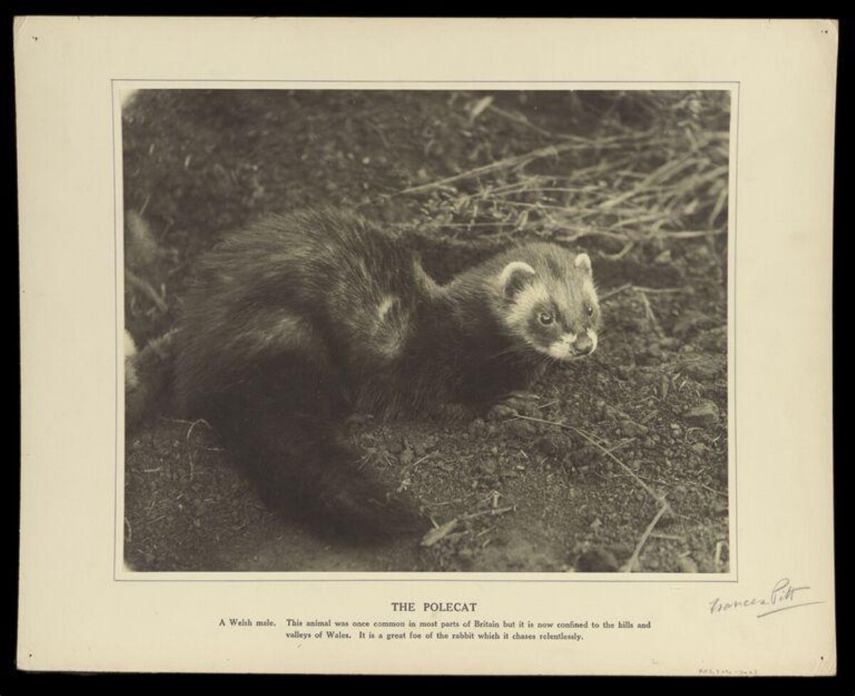 Vintage Photograph of a Polecat