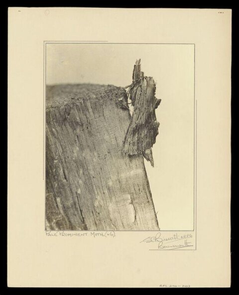 Vintage Photo of Pale Prominent Moth