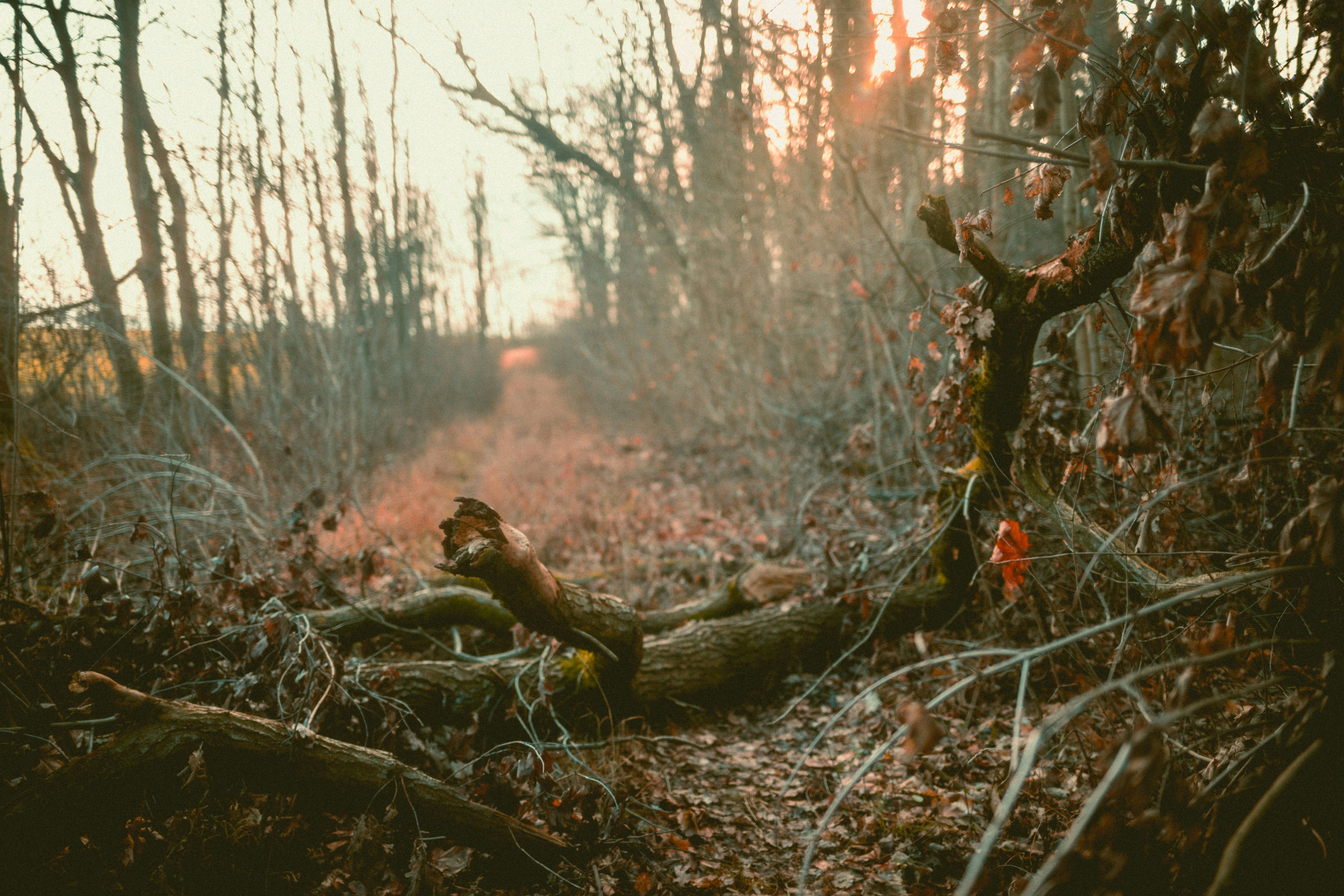 Sunset Forest Path with Fallen Trees