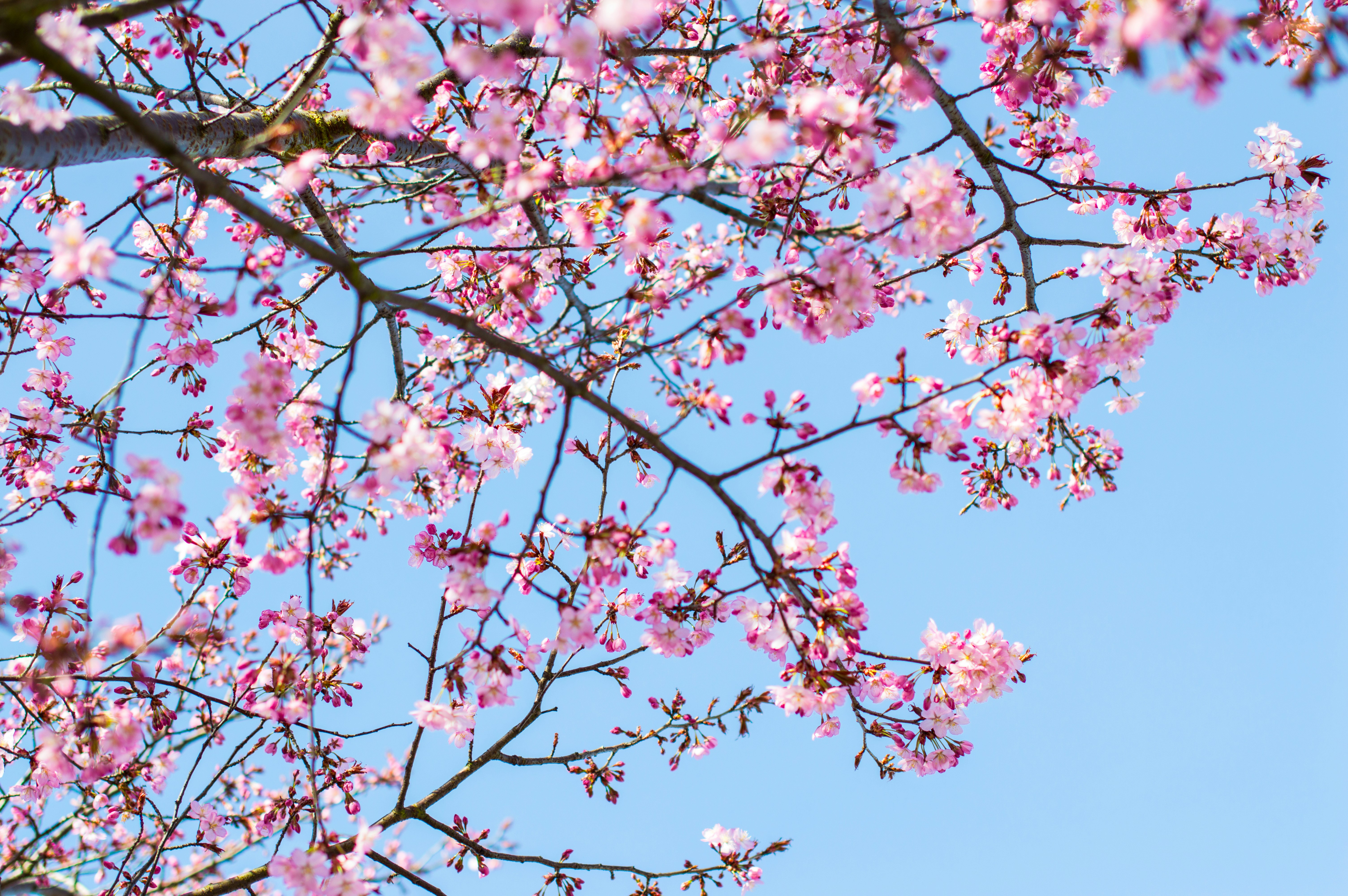Pink Cherry Blossoms Under Blue Sky