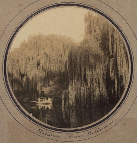 Willows Near Melbourne