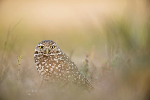 Burrowing Owl in Tall Grass