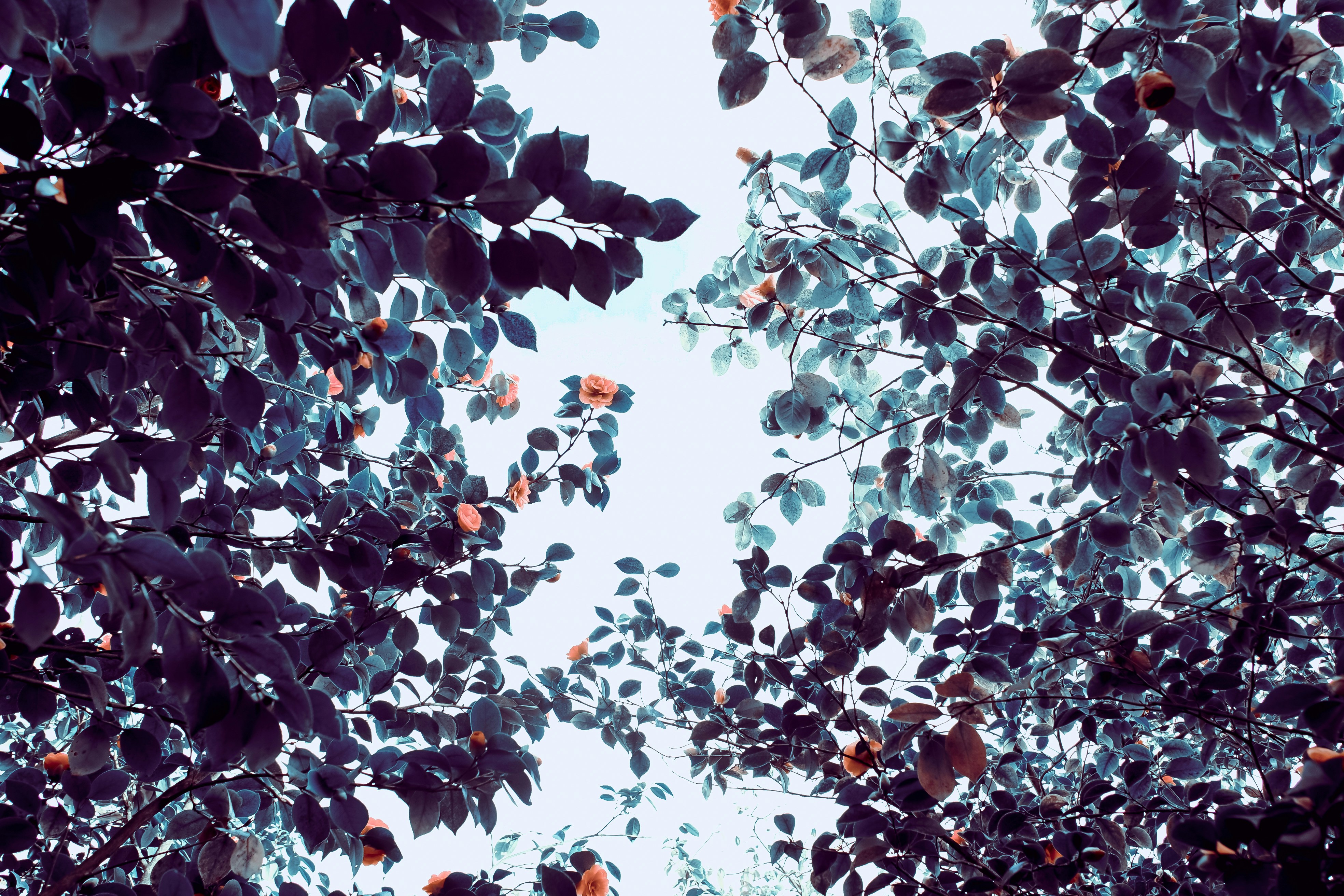 Low Angle View of Flowering Tree