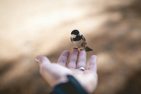 Small Bird Perched on Human Hand
