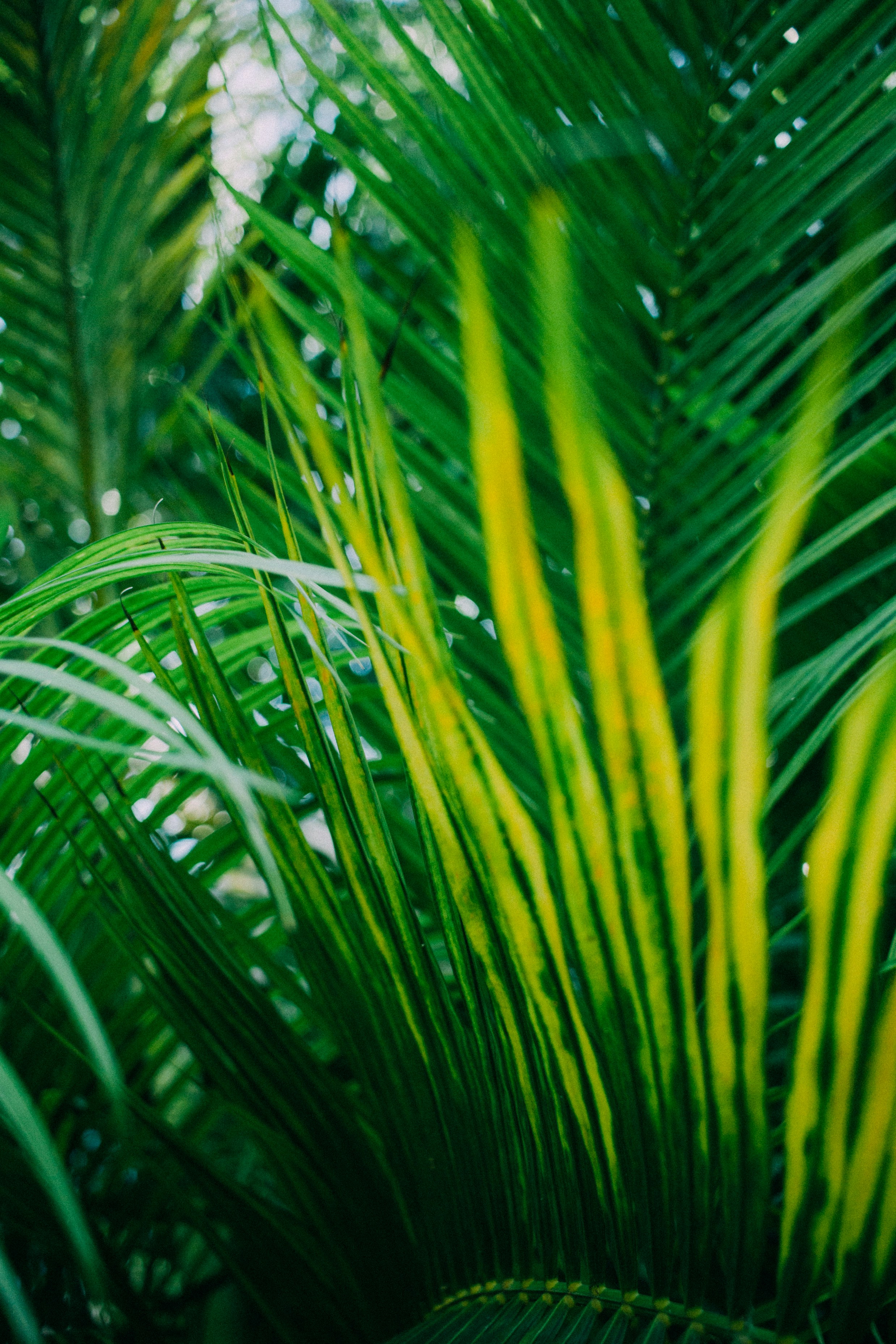 Close-up of Tropical Palm Fronds