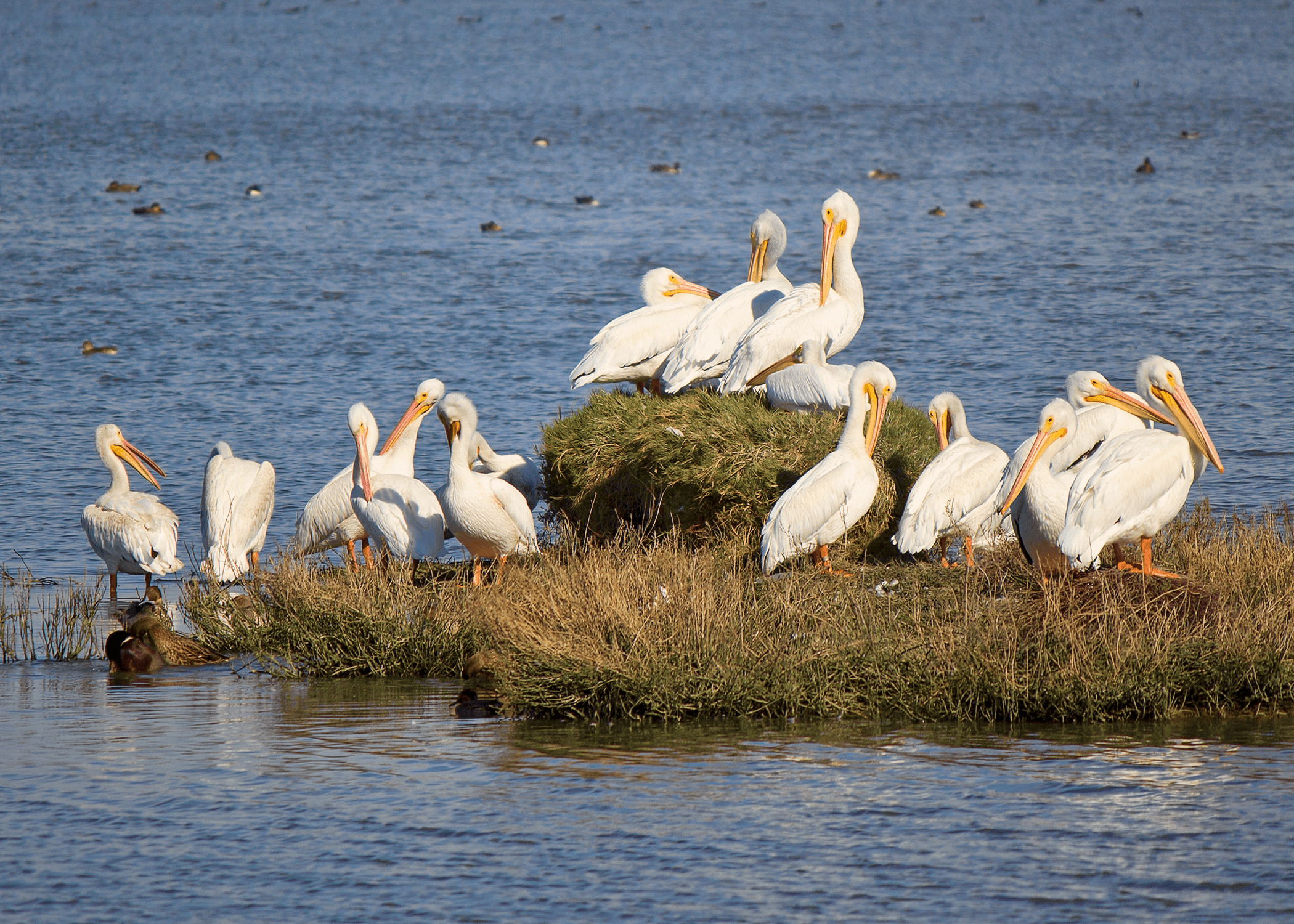 White Pelicans Resting on Grassy Islet