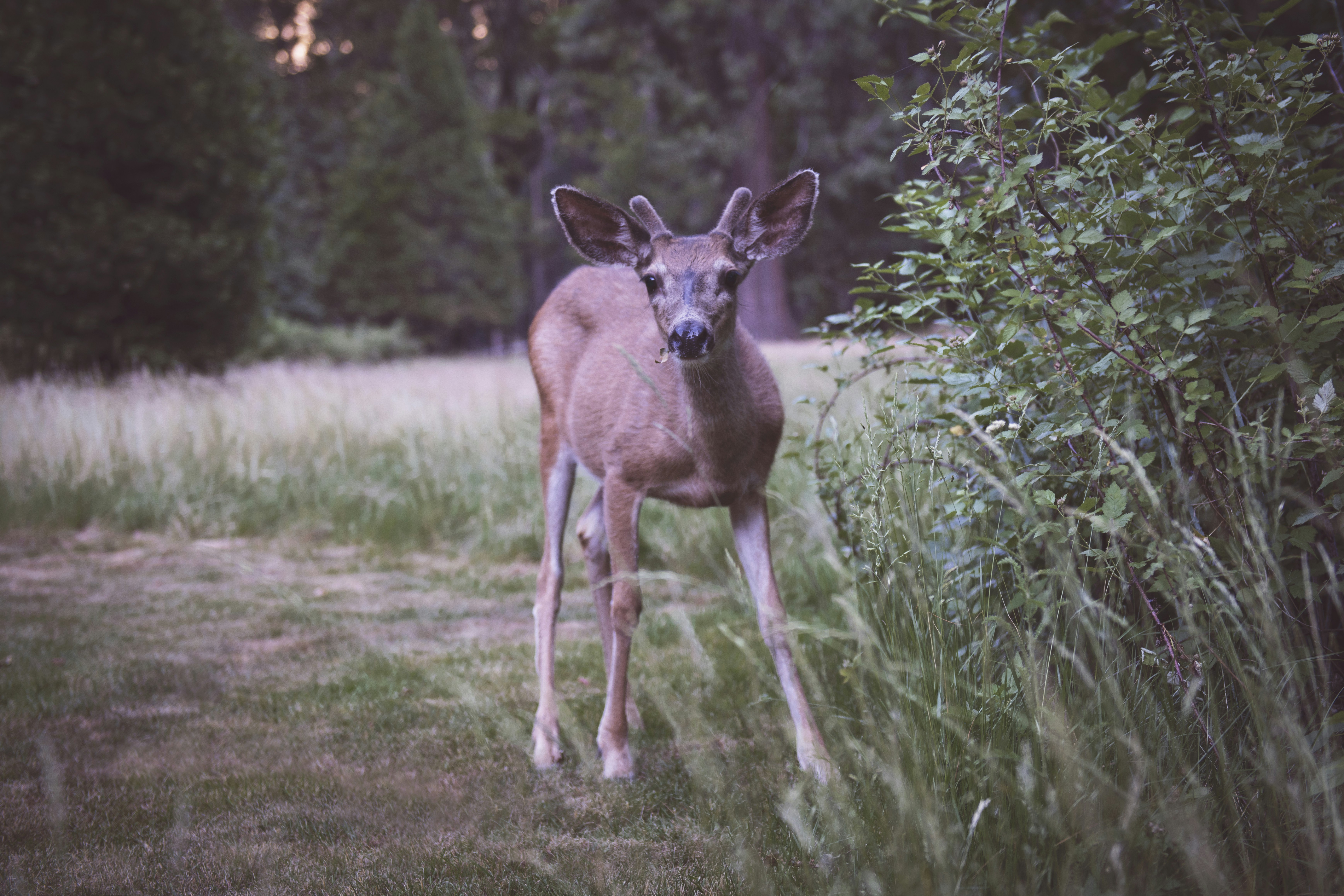 Young Deer in Forest Meadow