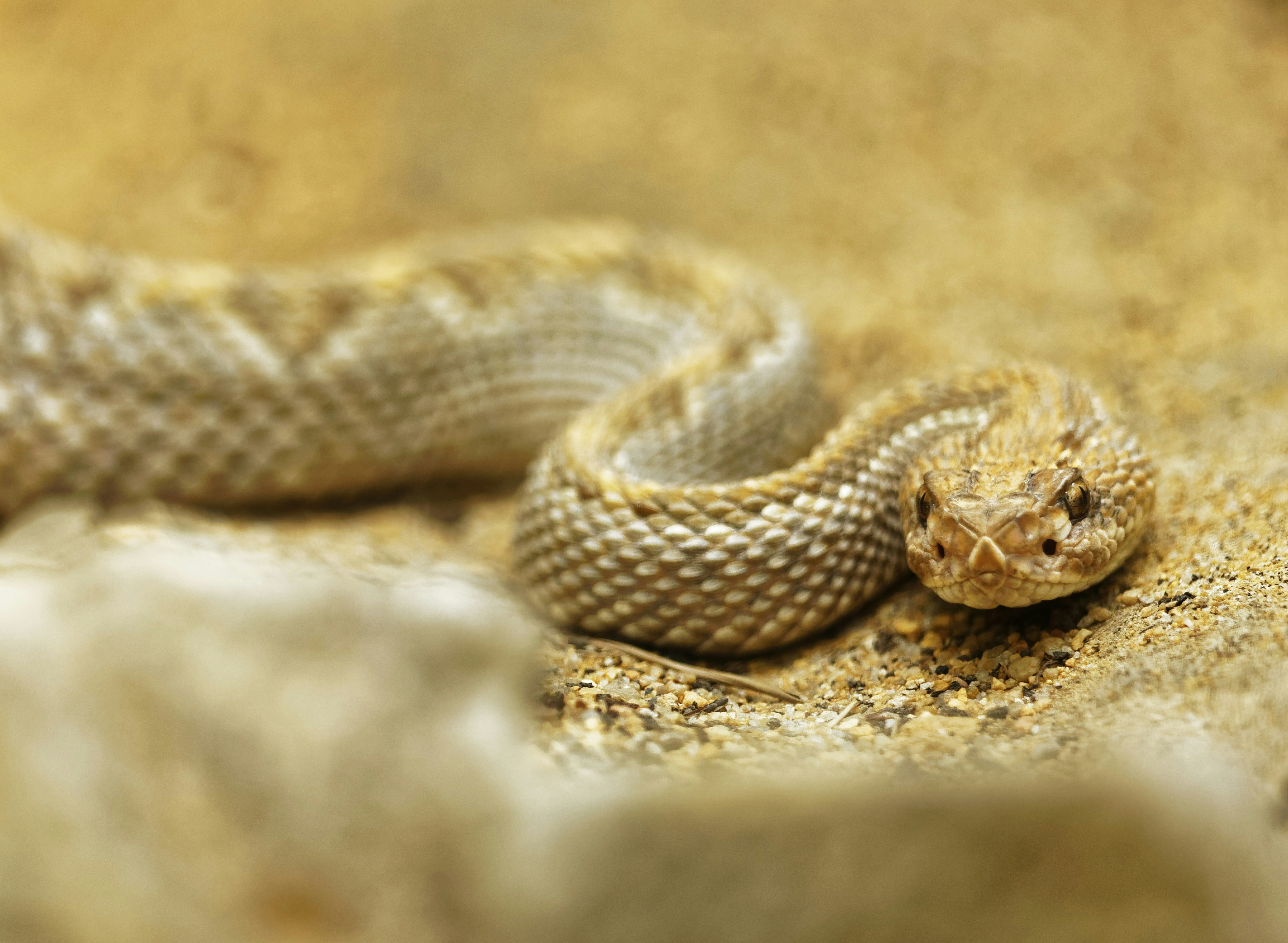 Coiled Rattlesnake on Sandy Ground