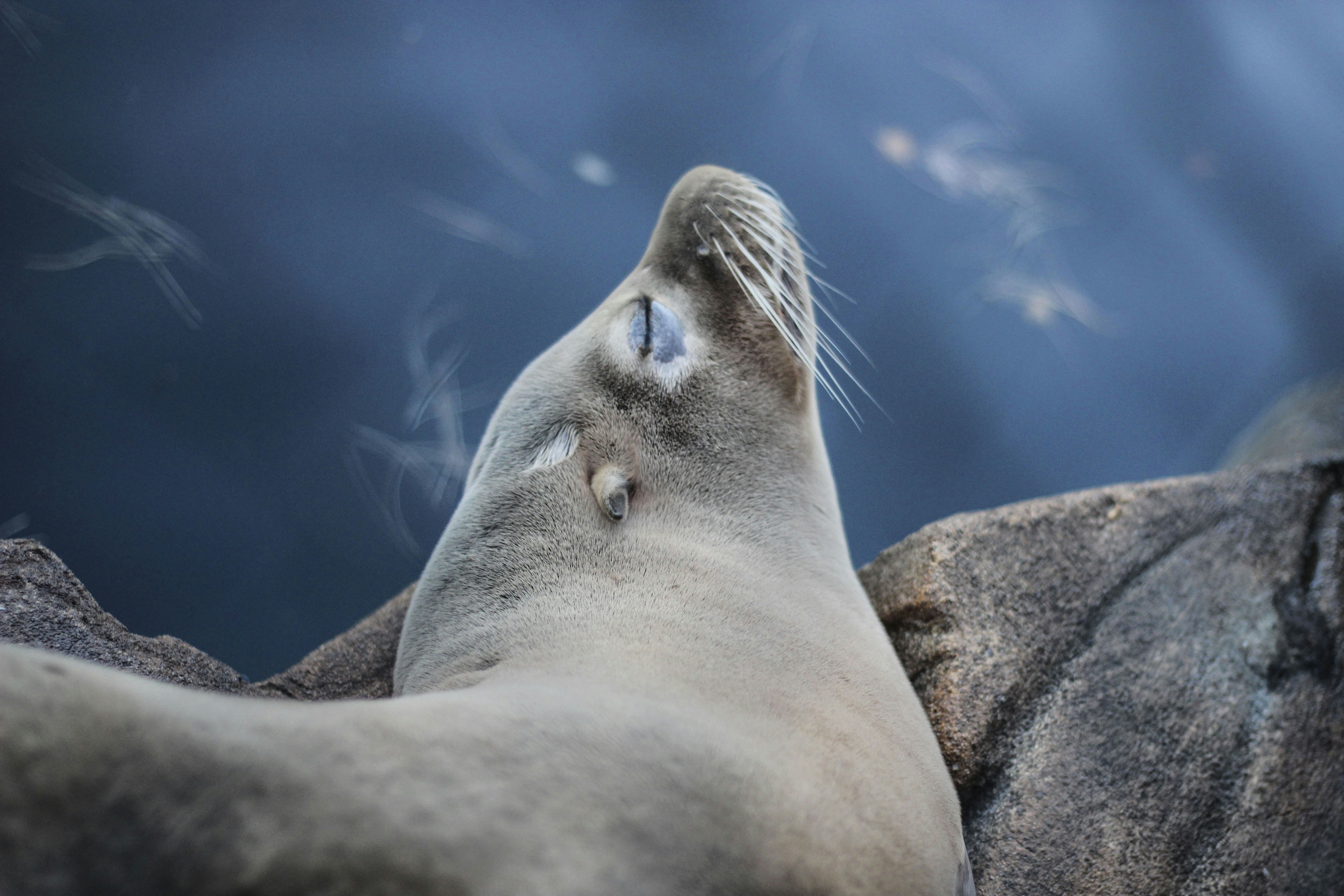 Sea Lion Resting on Rocks