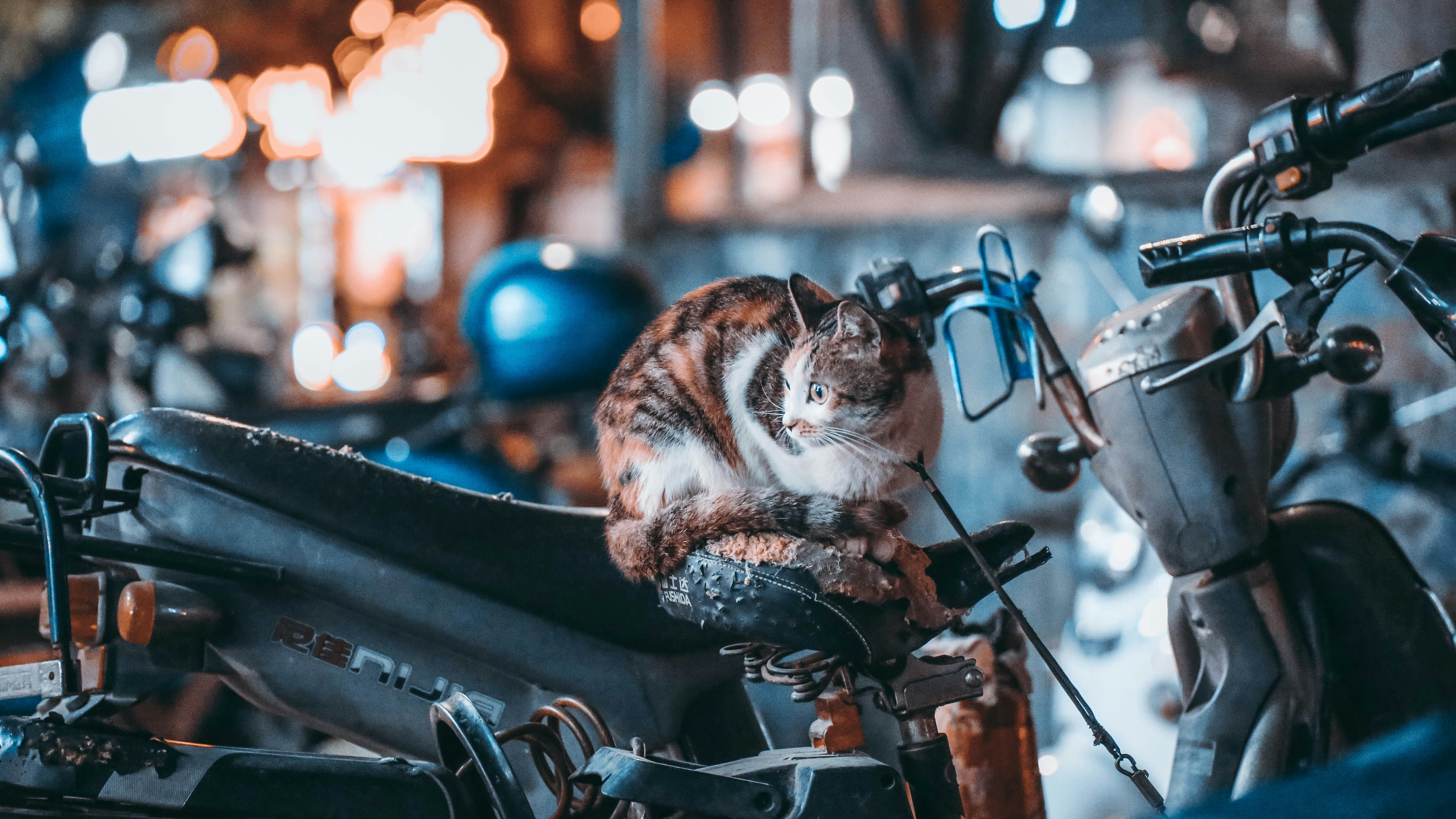 Calico Cat Resting on Old Motorcycle