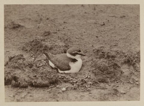 Plover Nesting on Dirt Ground