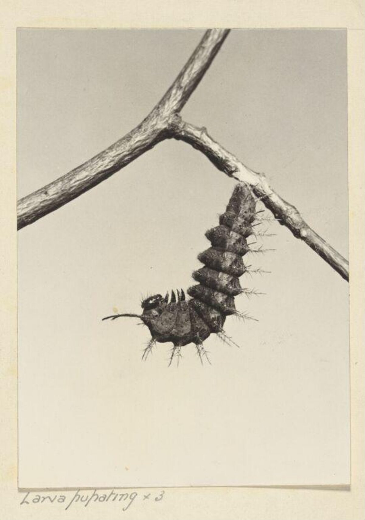 Pupating Caterpillar Larva on Branch