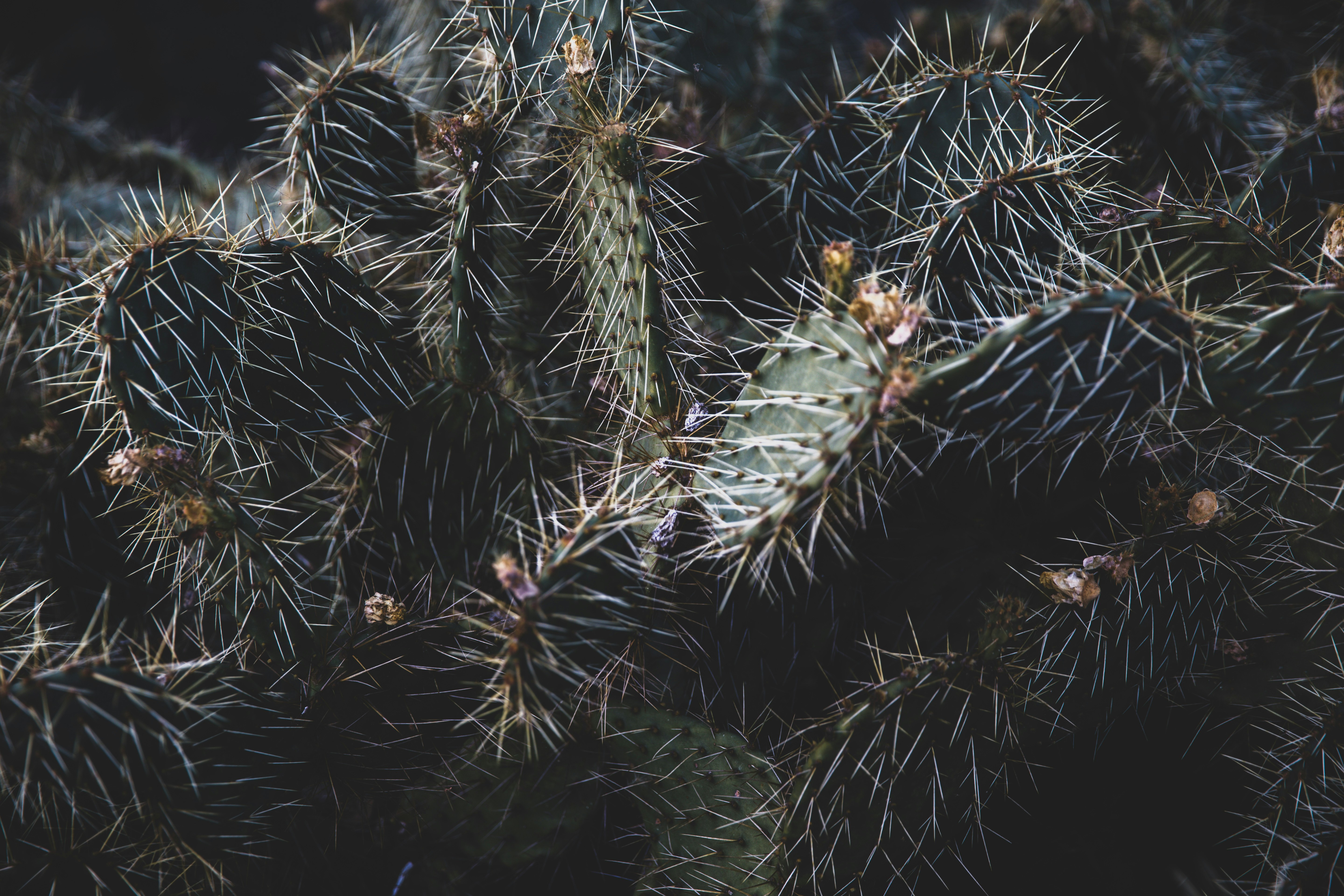 Dense Prickly Pear Cactus Cluster