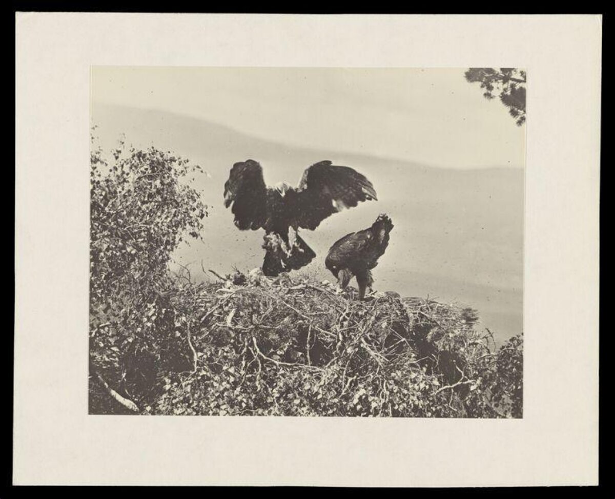 Two Eagles in Their Nest