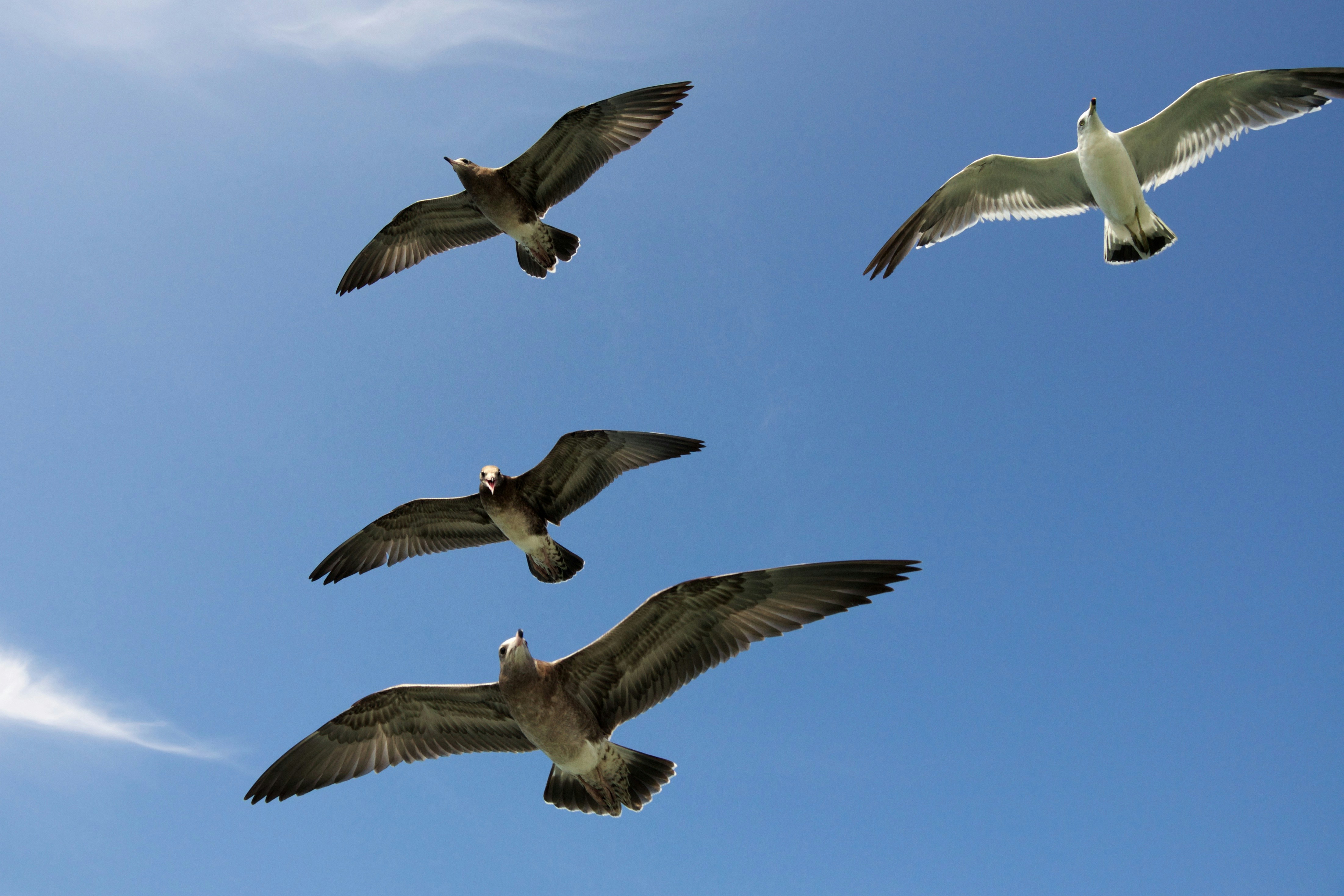 Seagulls Flying Against Blue Sky
