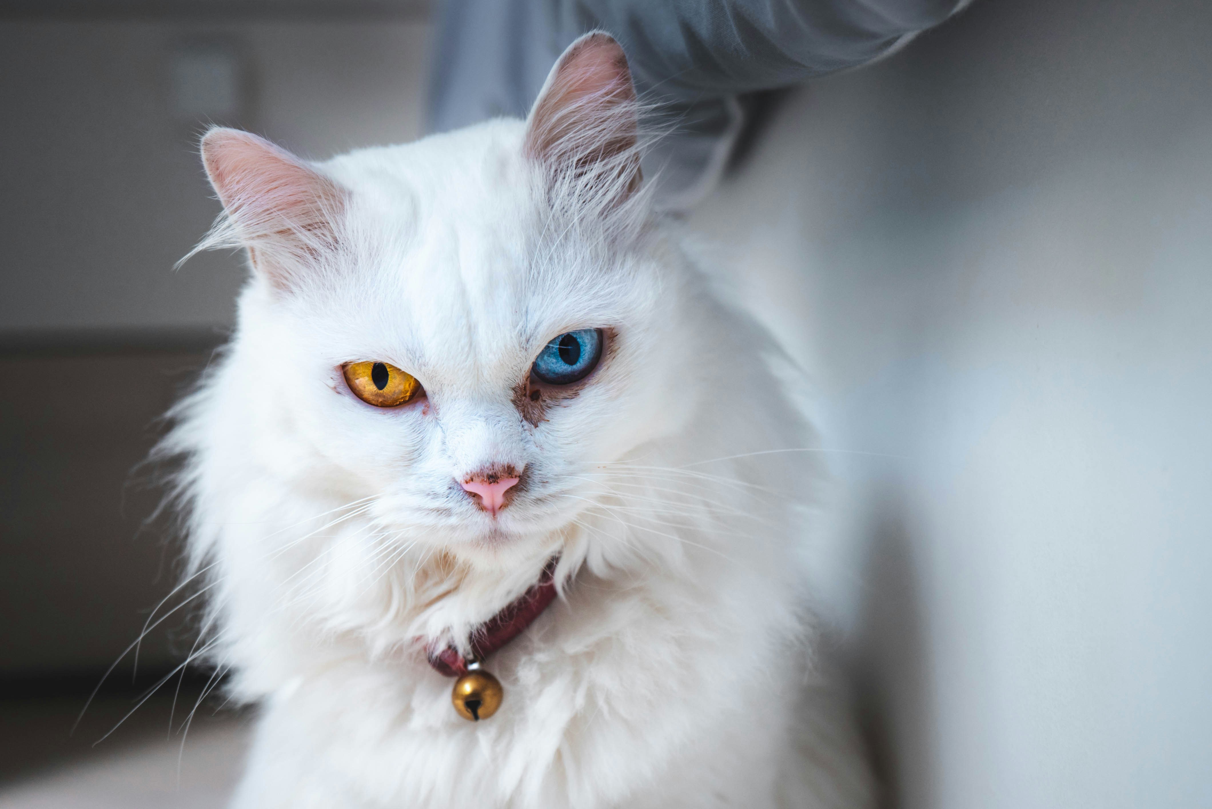 White Cat With Odd-colored Eyes