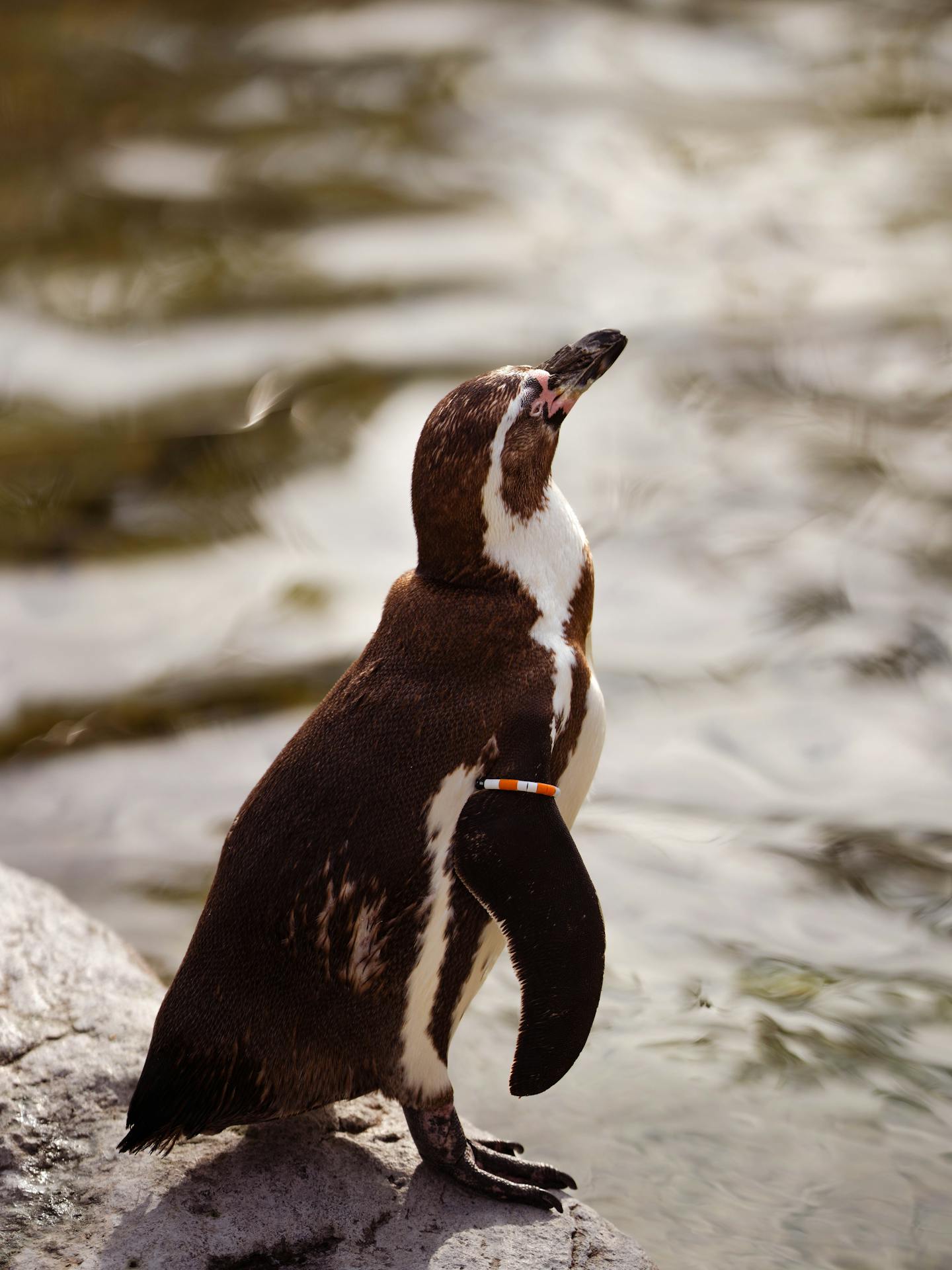 African Penguin on Rocky Shore — Funny