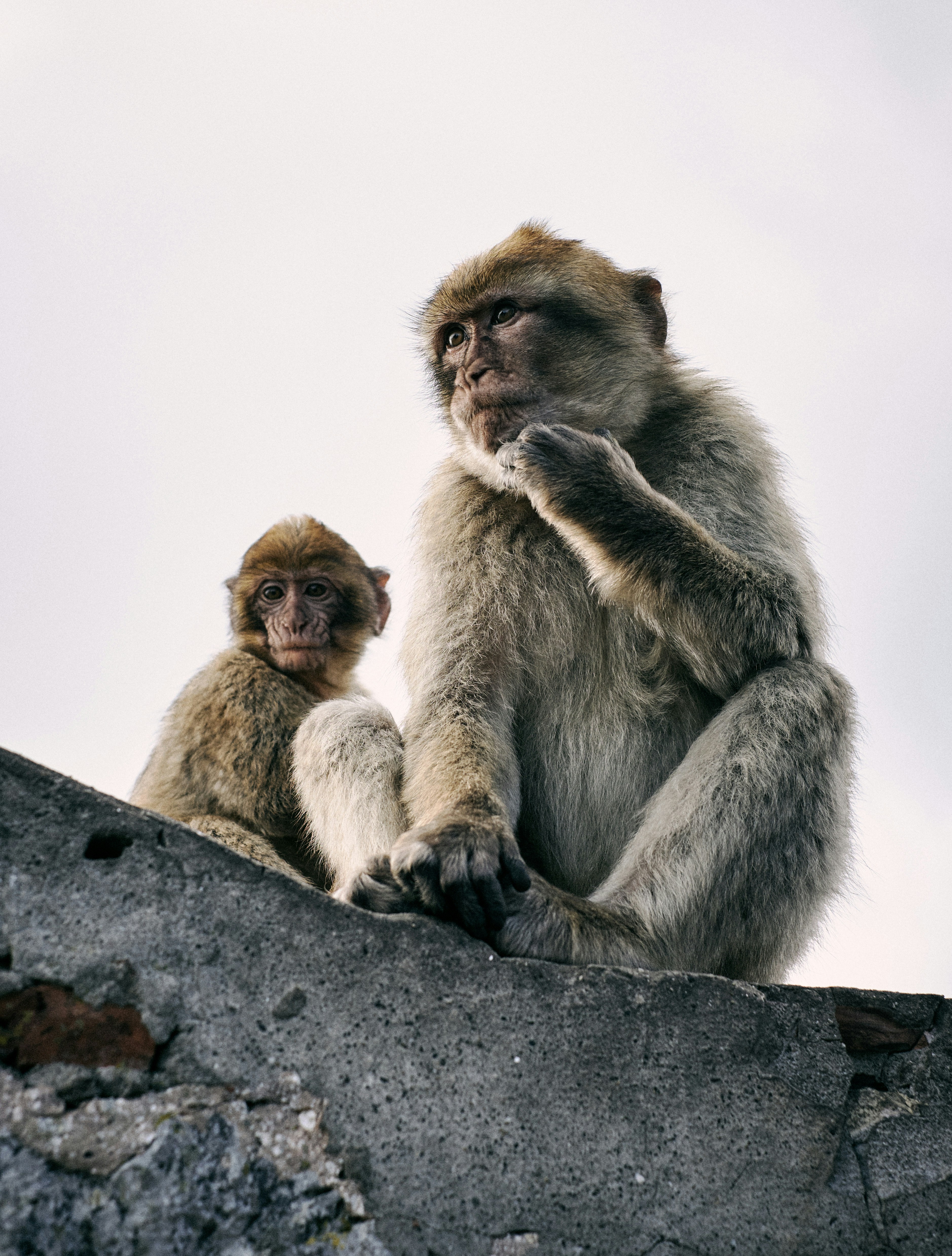Two Macaques Sitting on Concrete Wall
