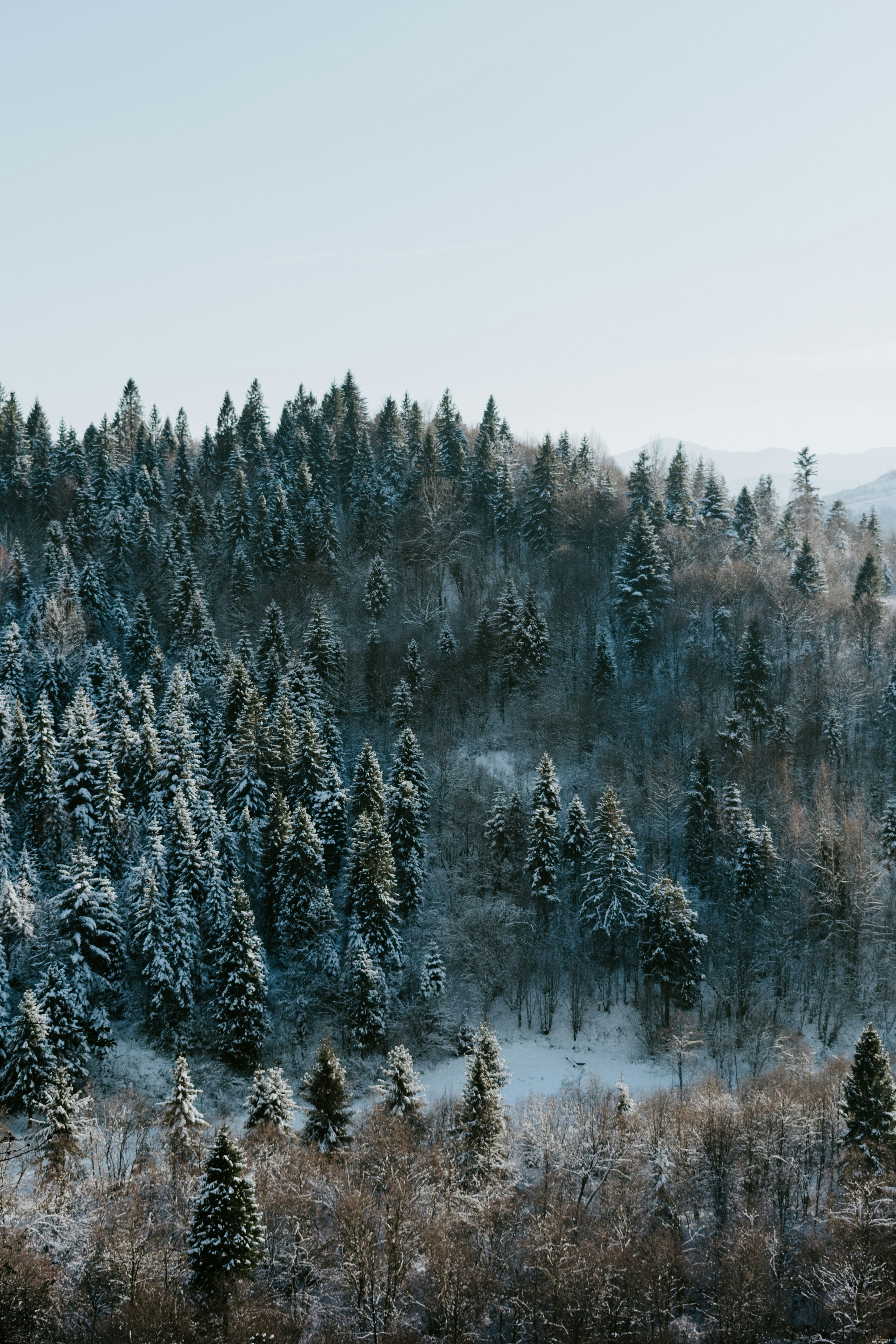 Snow-covered Mountain Forest