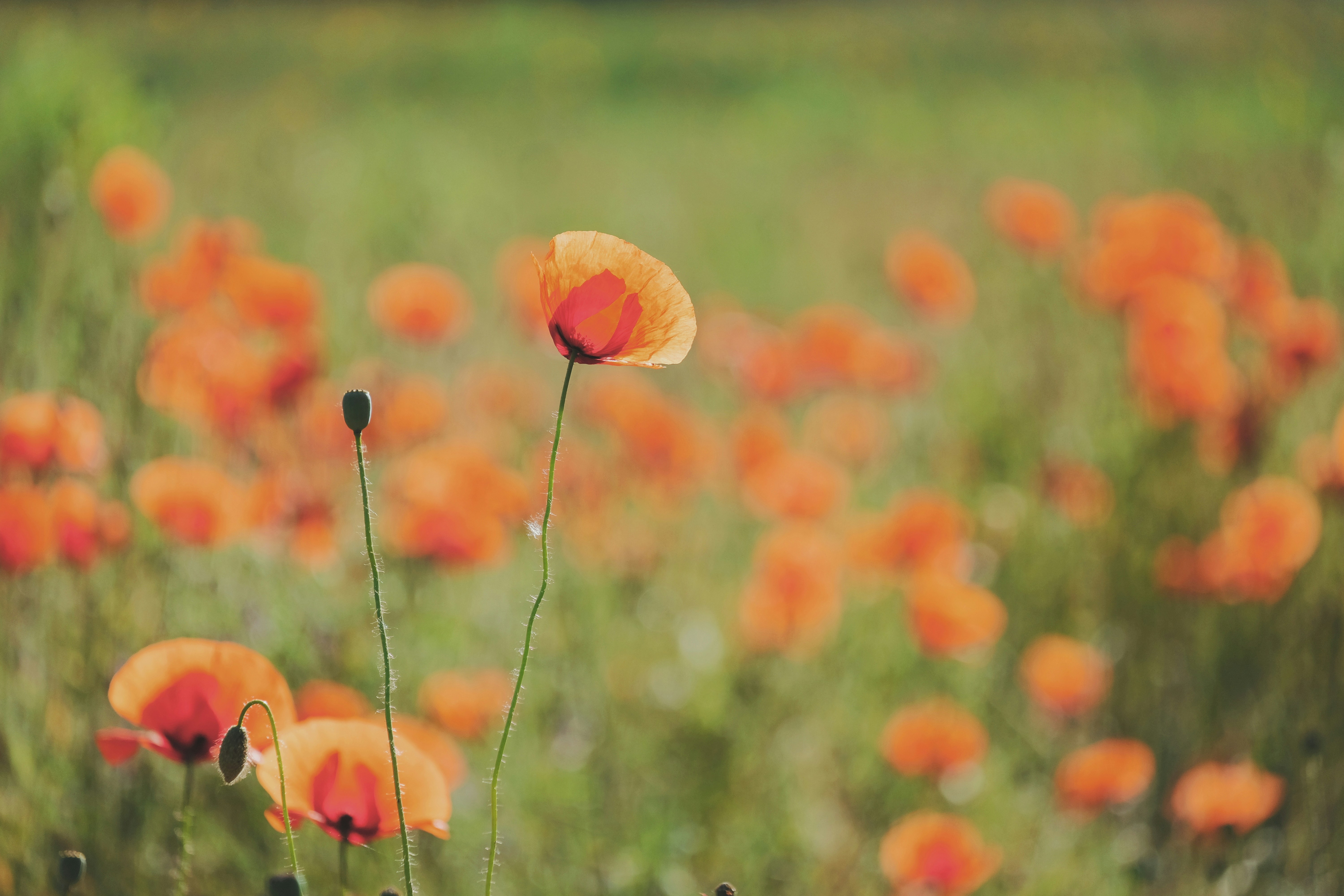 Poppy Field in Sunlight
