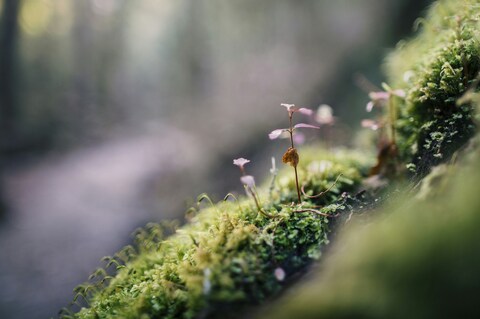 Young Seedlings Growing on Moss