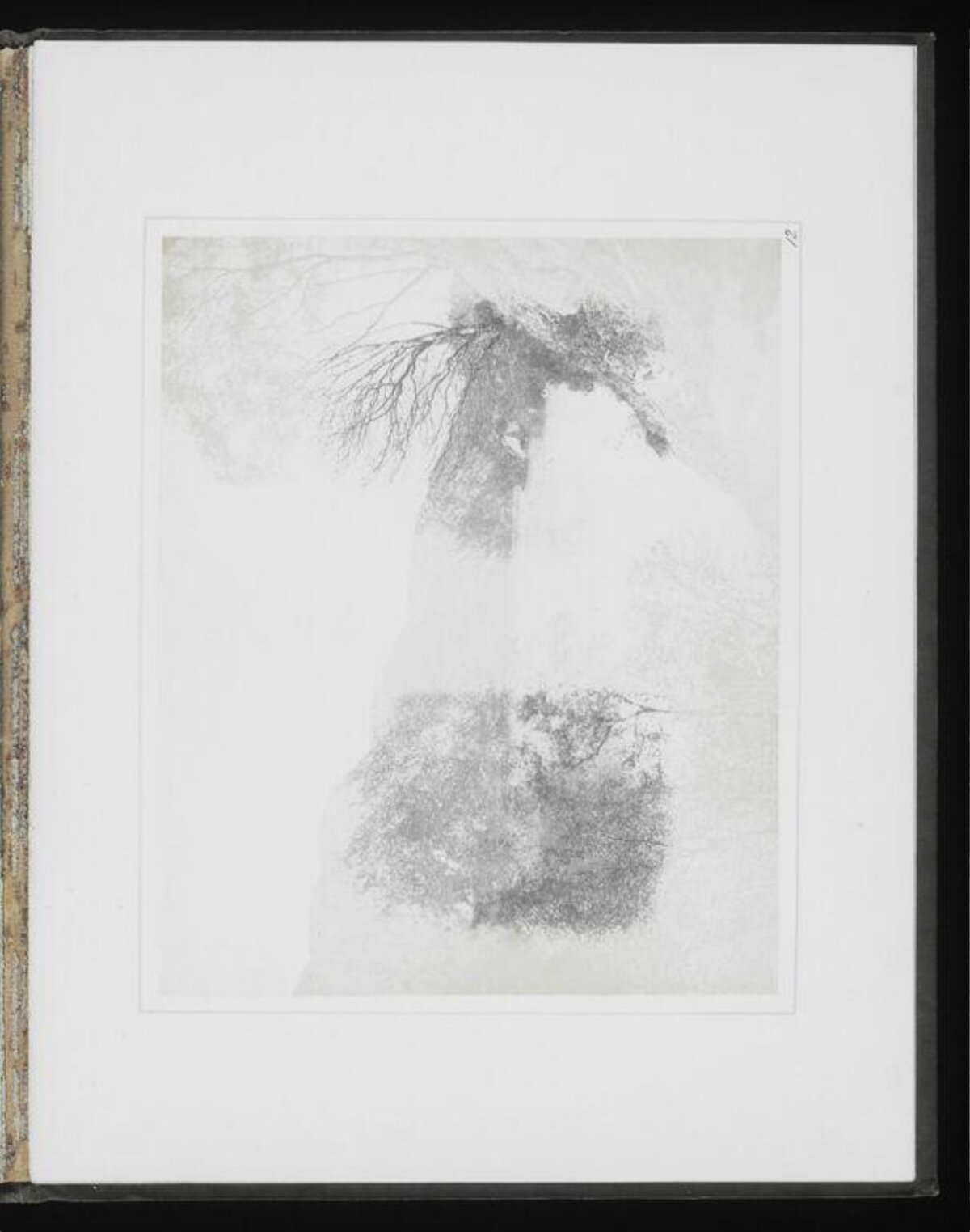 Pencil Sketch of Tree Trunks