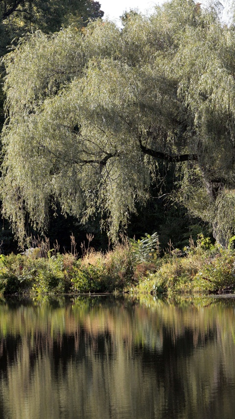 Weeping Willow by Pond