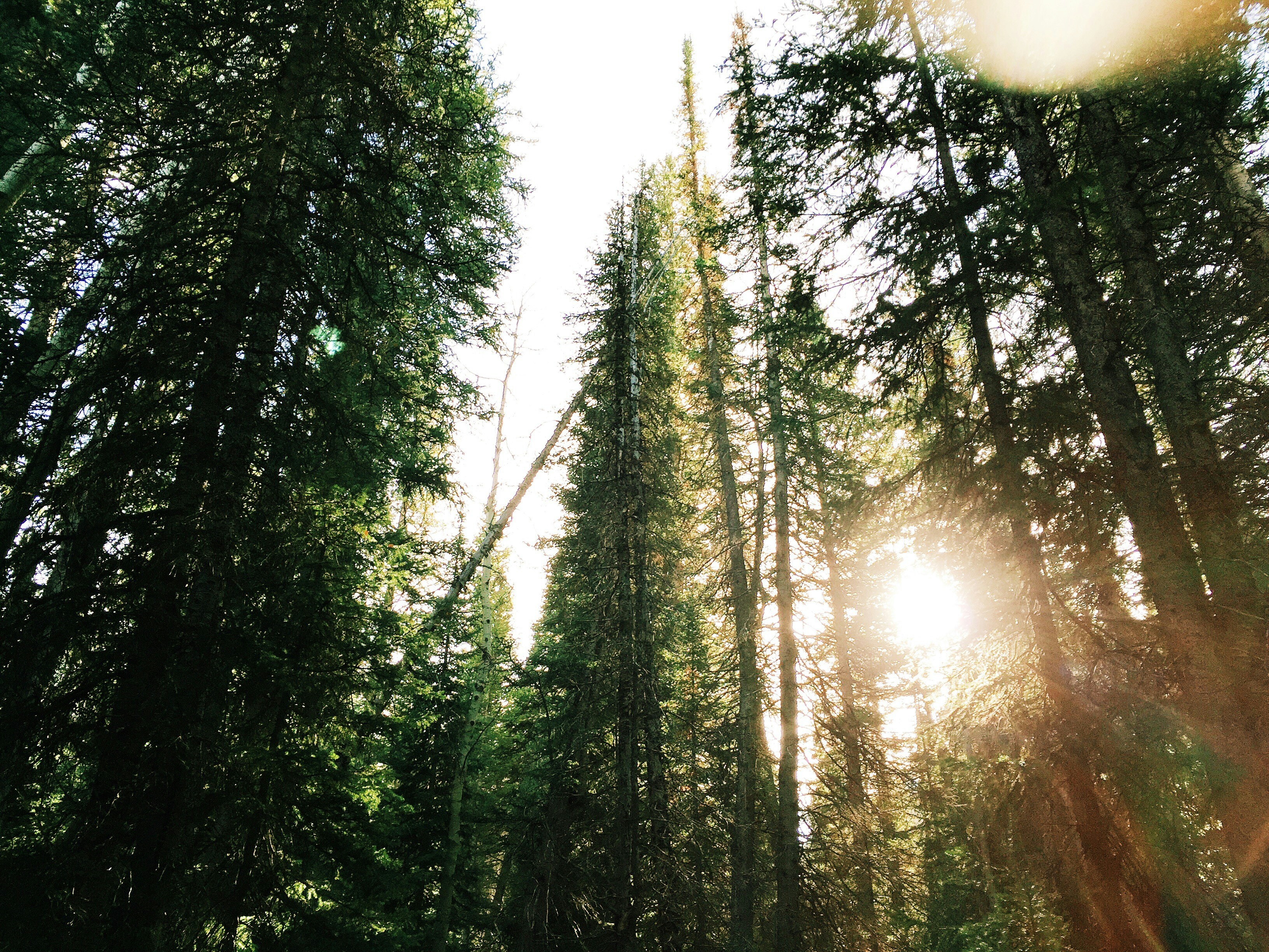 Sunlight Through Tall Pine Forest