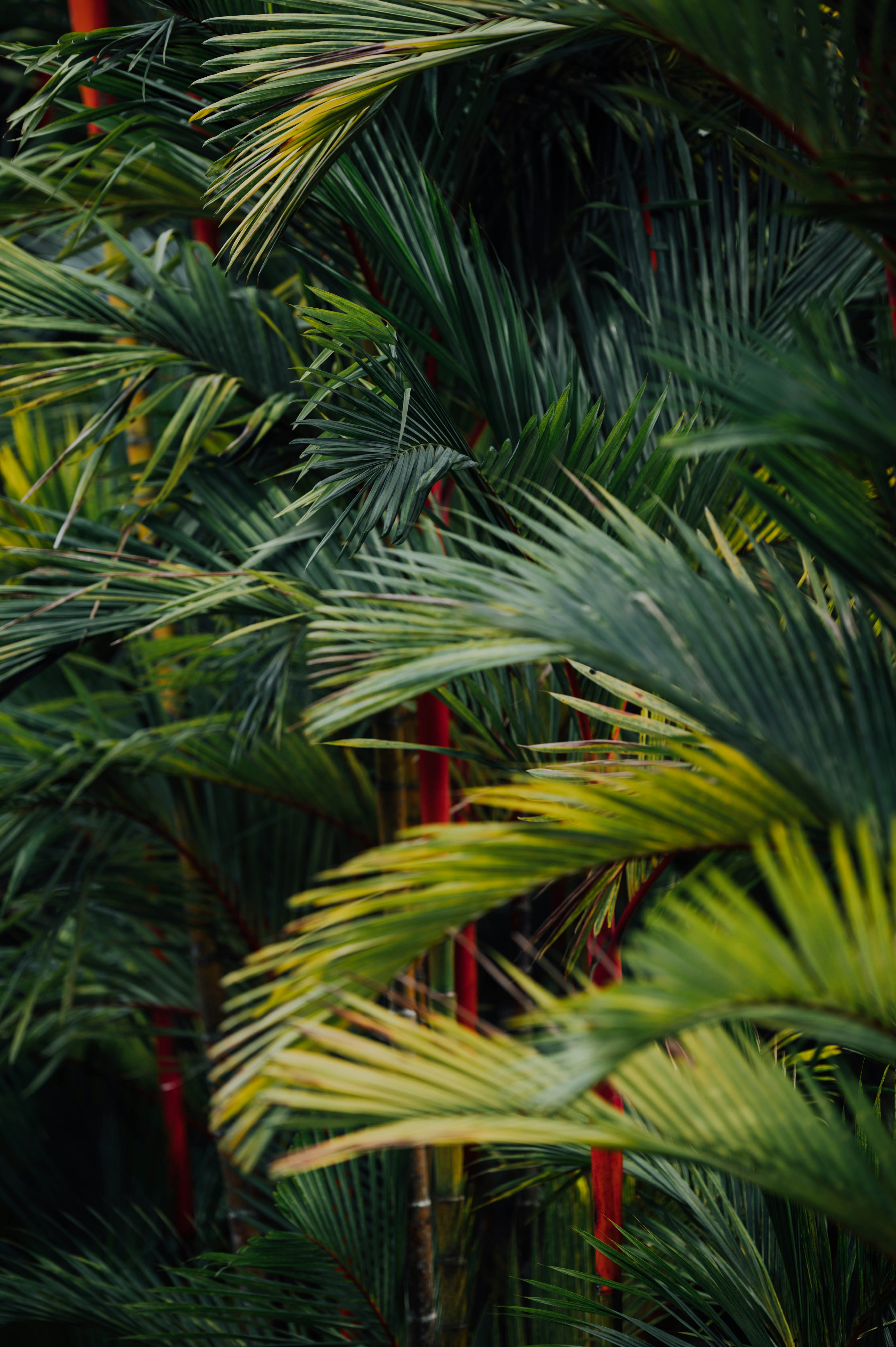 Tropical Red Stem Palm Leaves