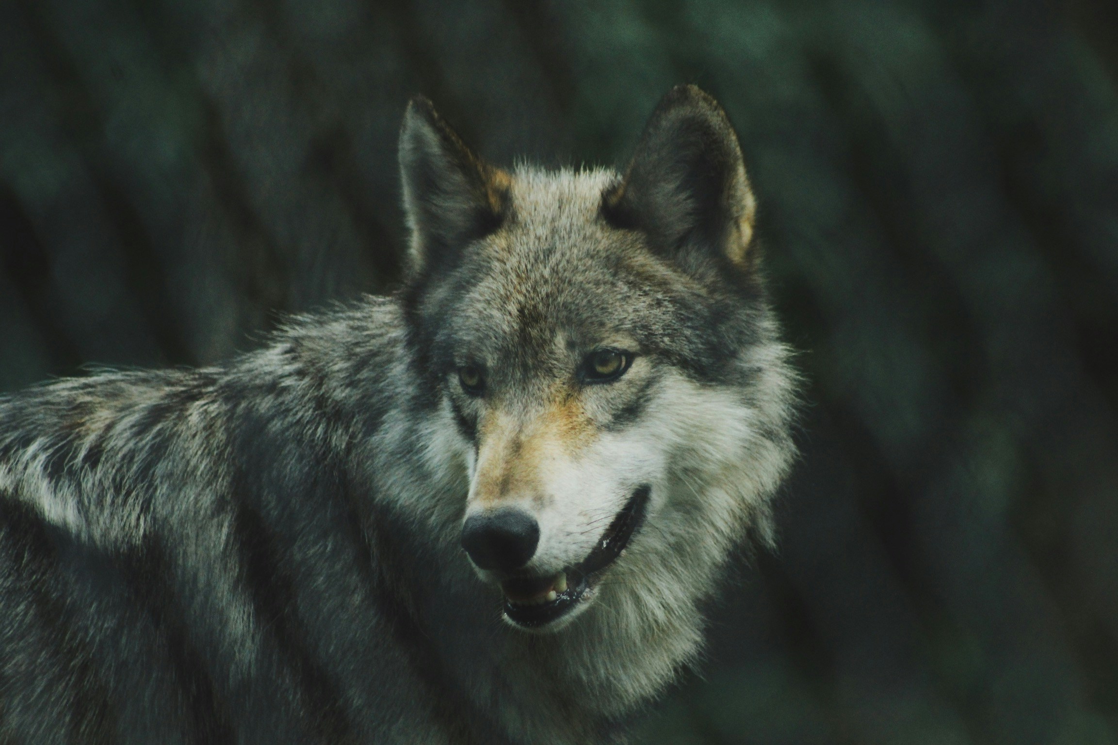 Close-up Portrait of Gray Wolf