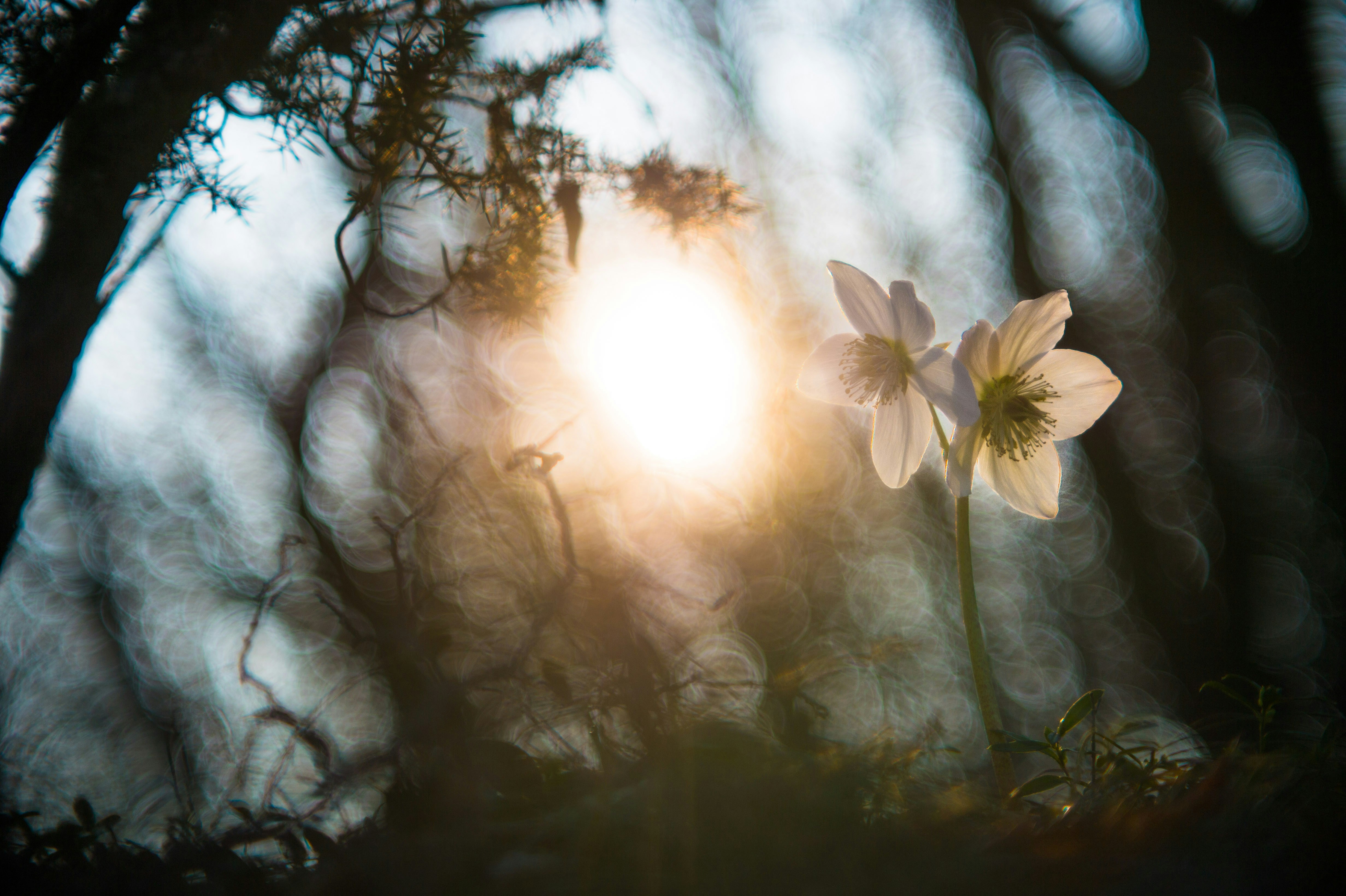 Two White Flowers in Sunlit Forest