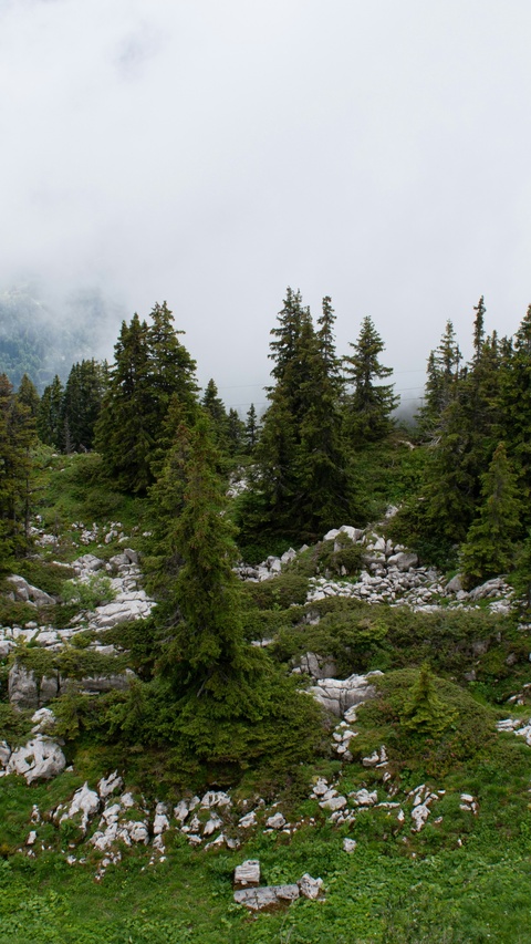 Foggy Mountain Pine Forest