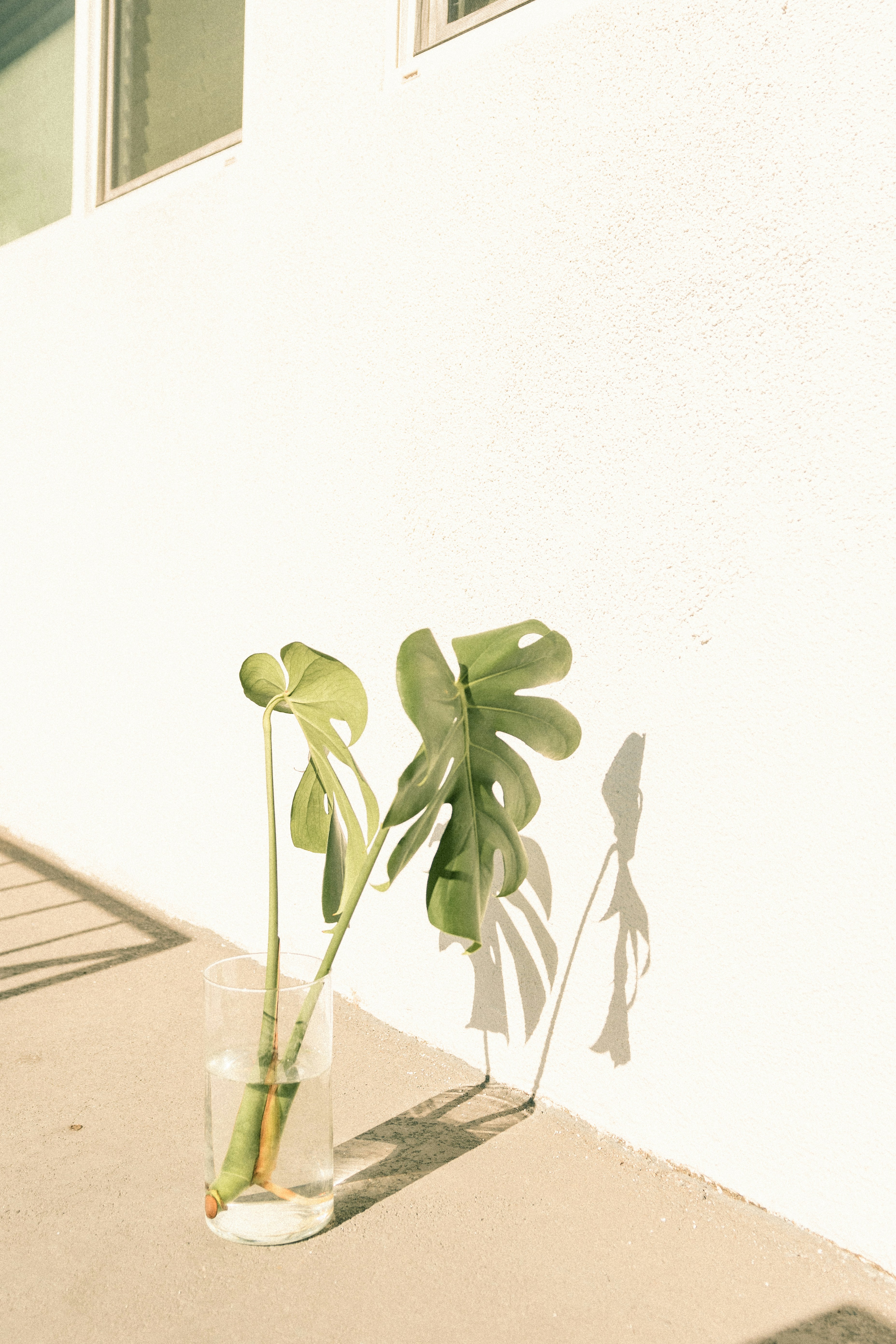 Monstera Cuttings in Clear Glass
