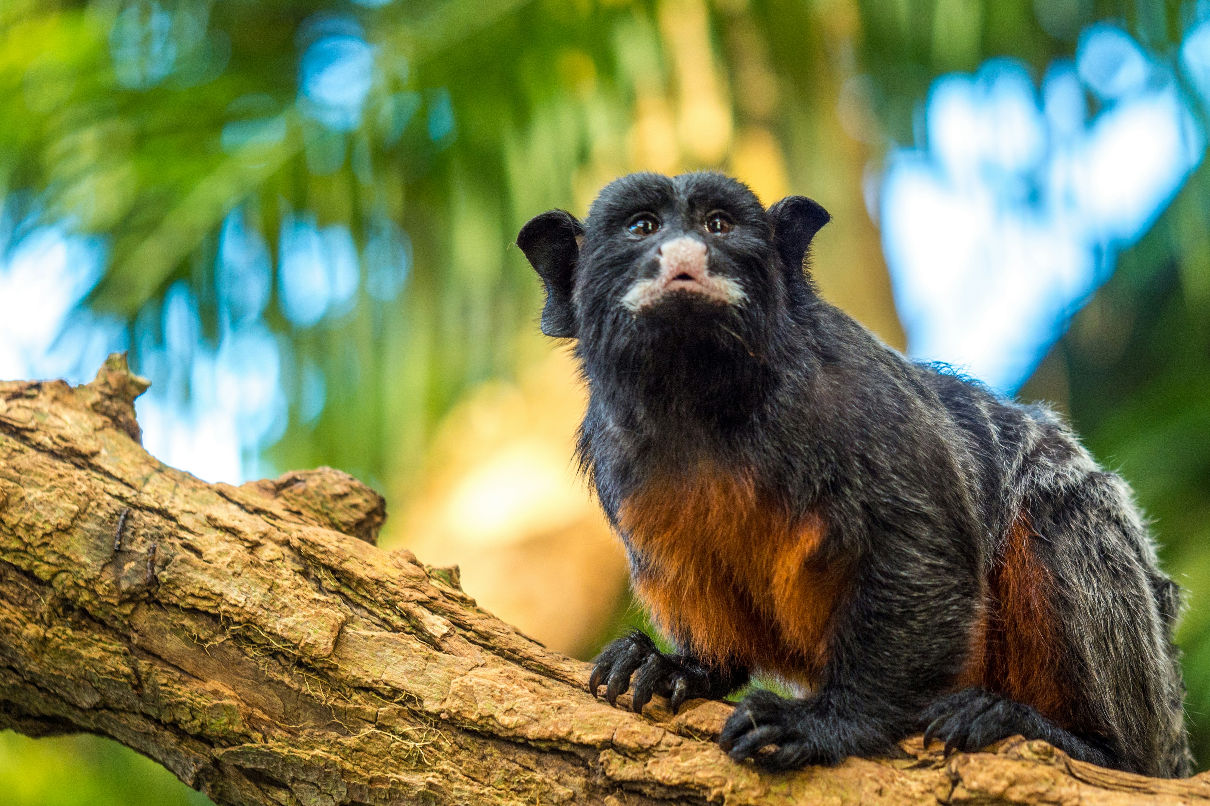 Red-bellied Tamarin On Tree Branch