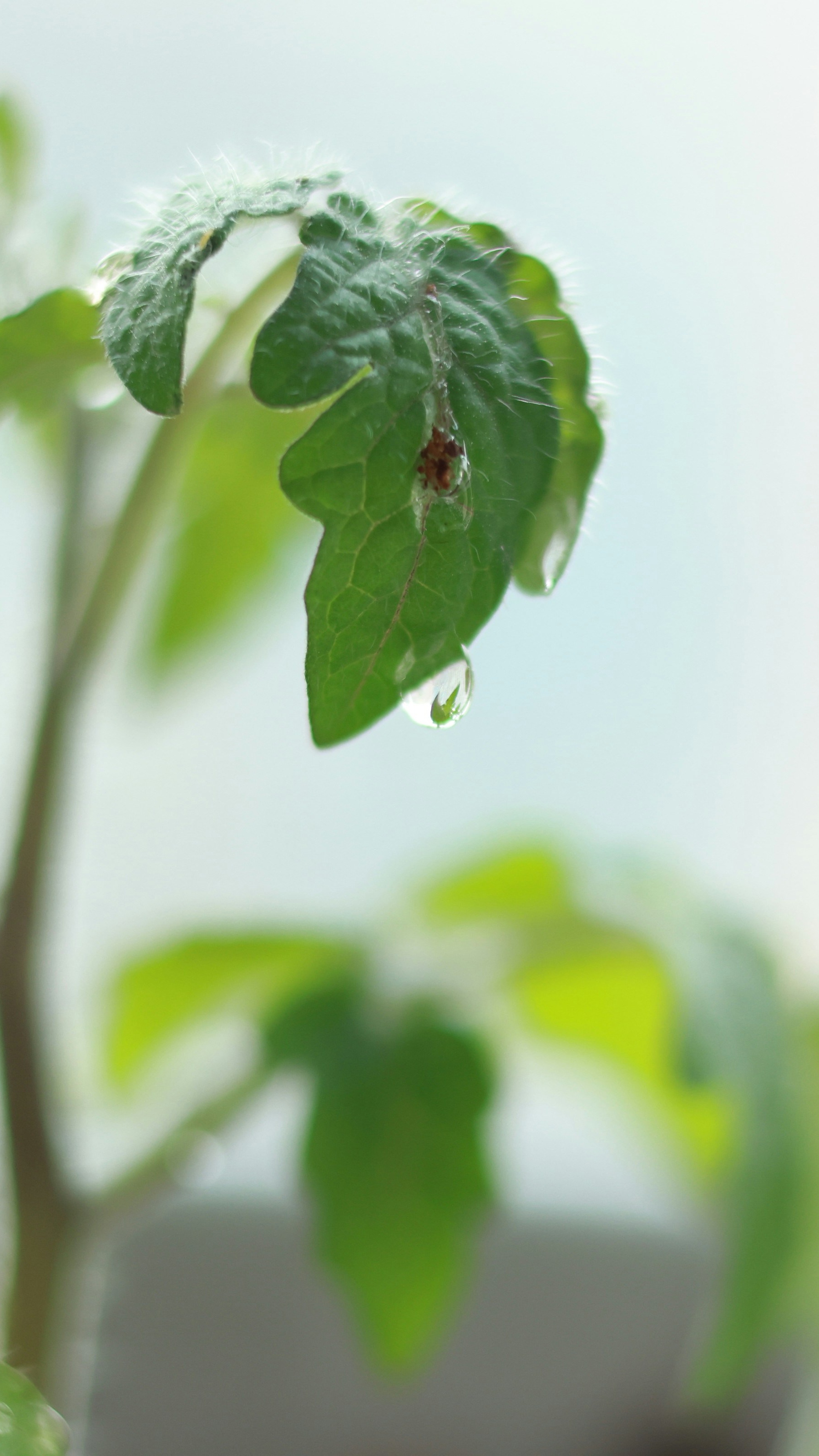 Image 1582164 — Nature