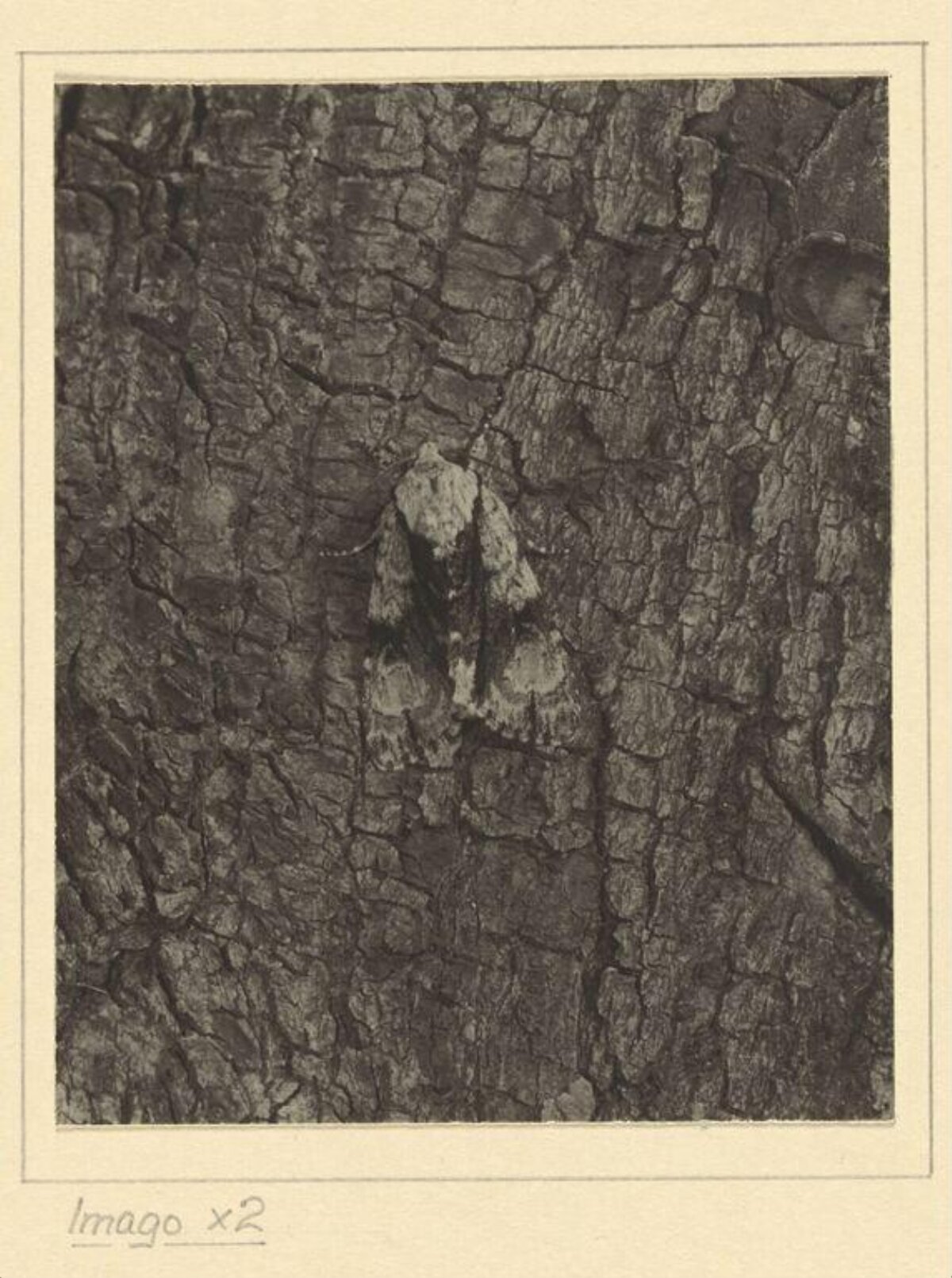 Camouflaged Moth on Tree Bark
