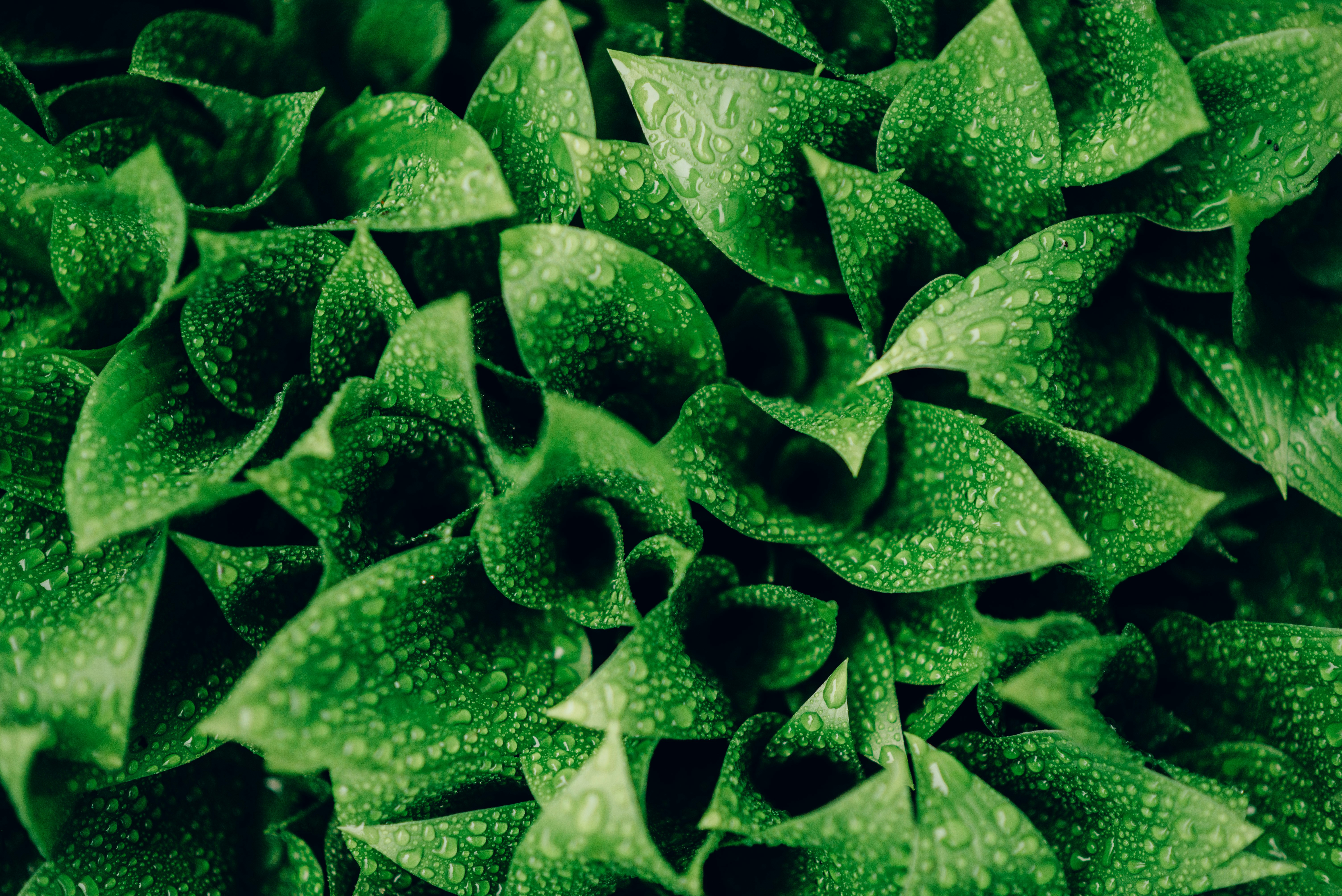 Green Leaves With Water Droplets