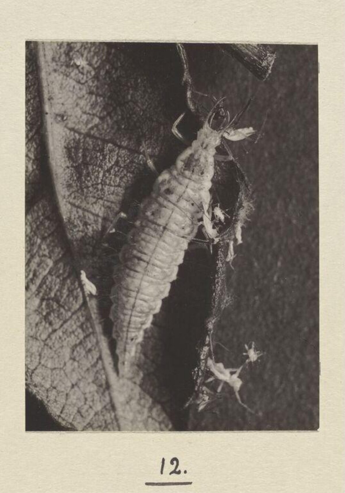 Vintage Photo of Insect Larva on Leaf