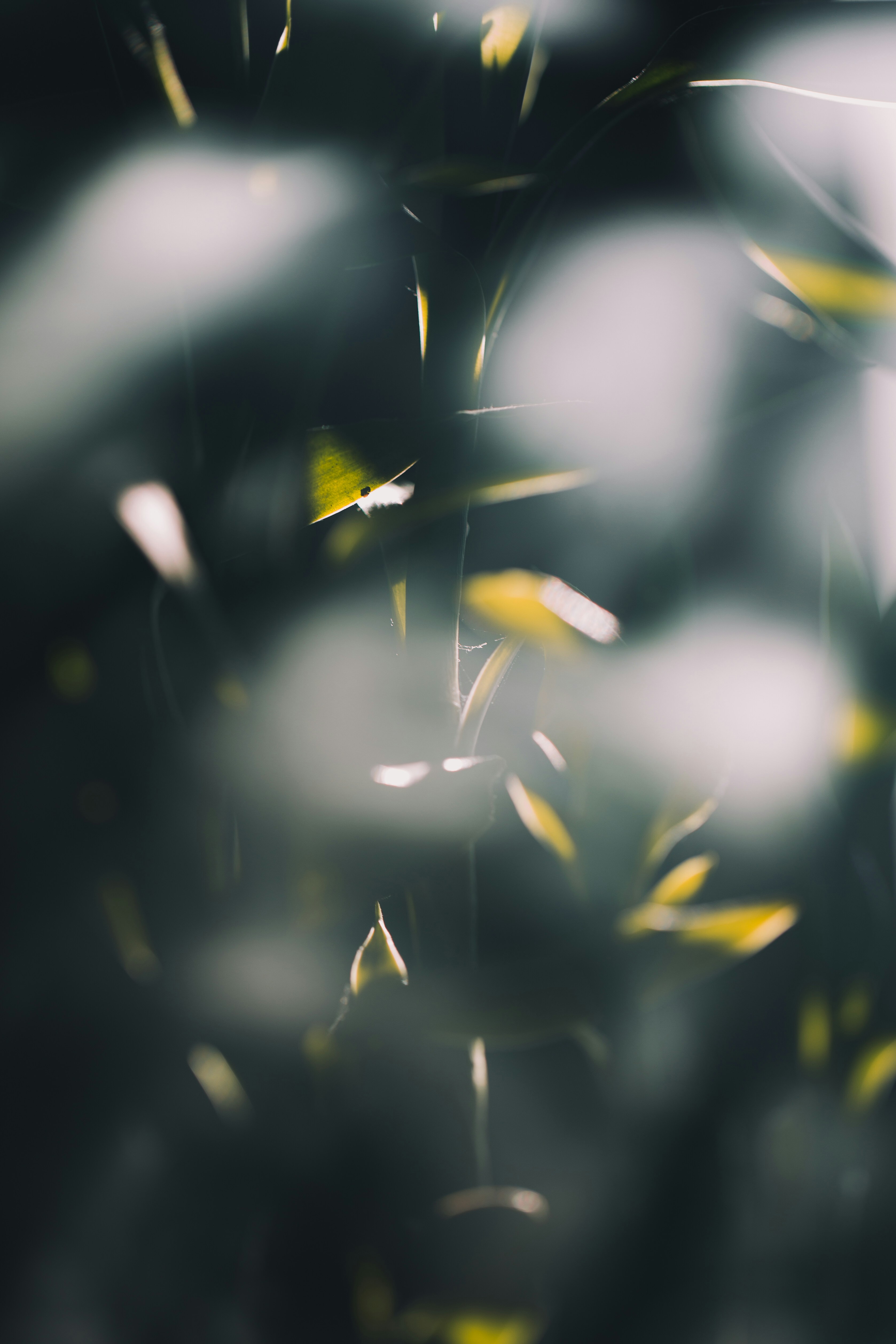 Backlit Foliage with Soft Bokeh