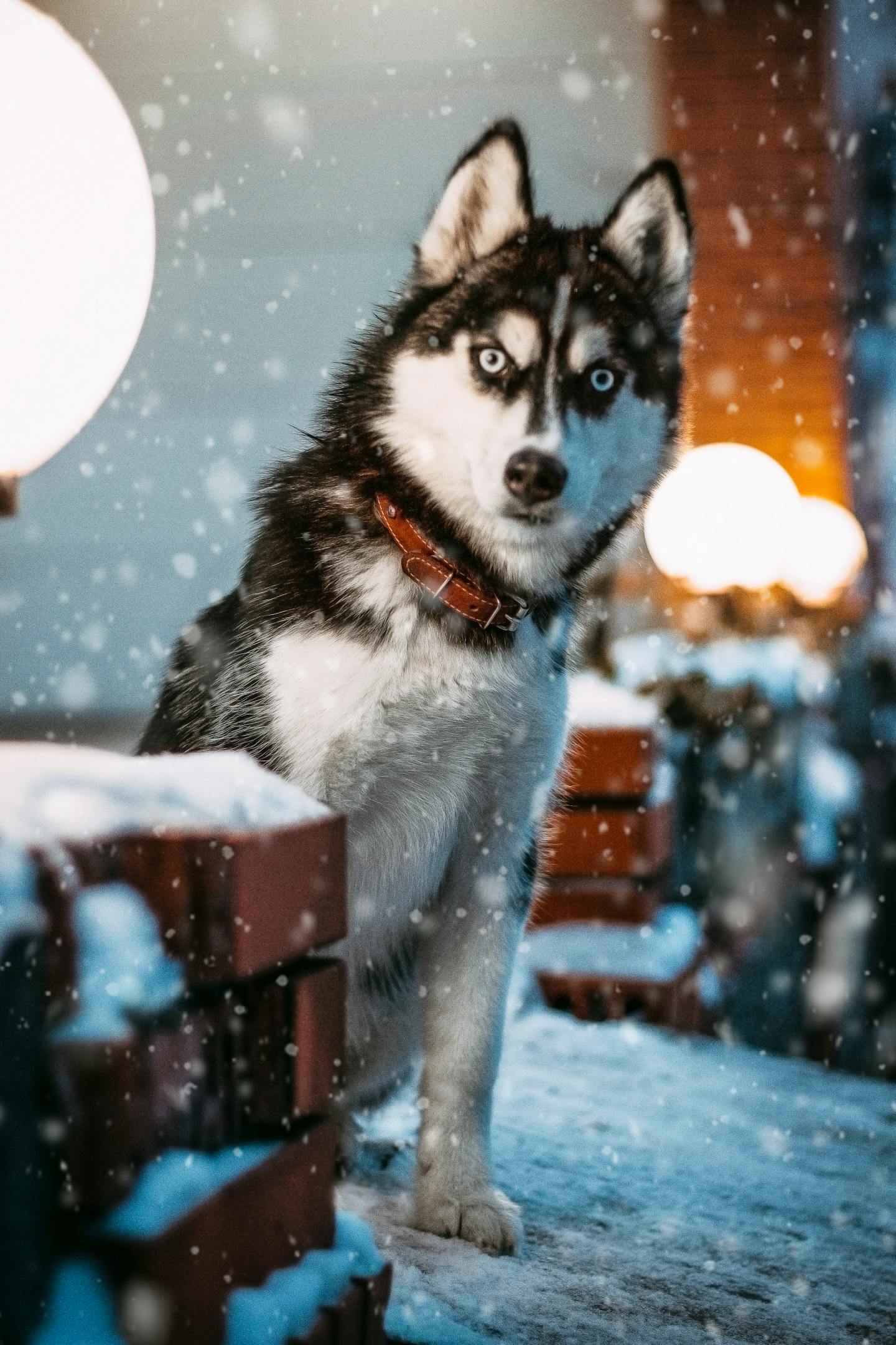 Siberian Husky in Falling Snow
