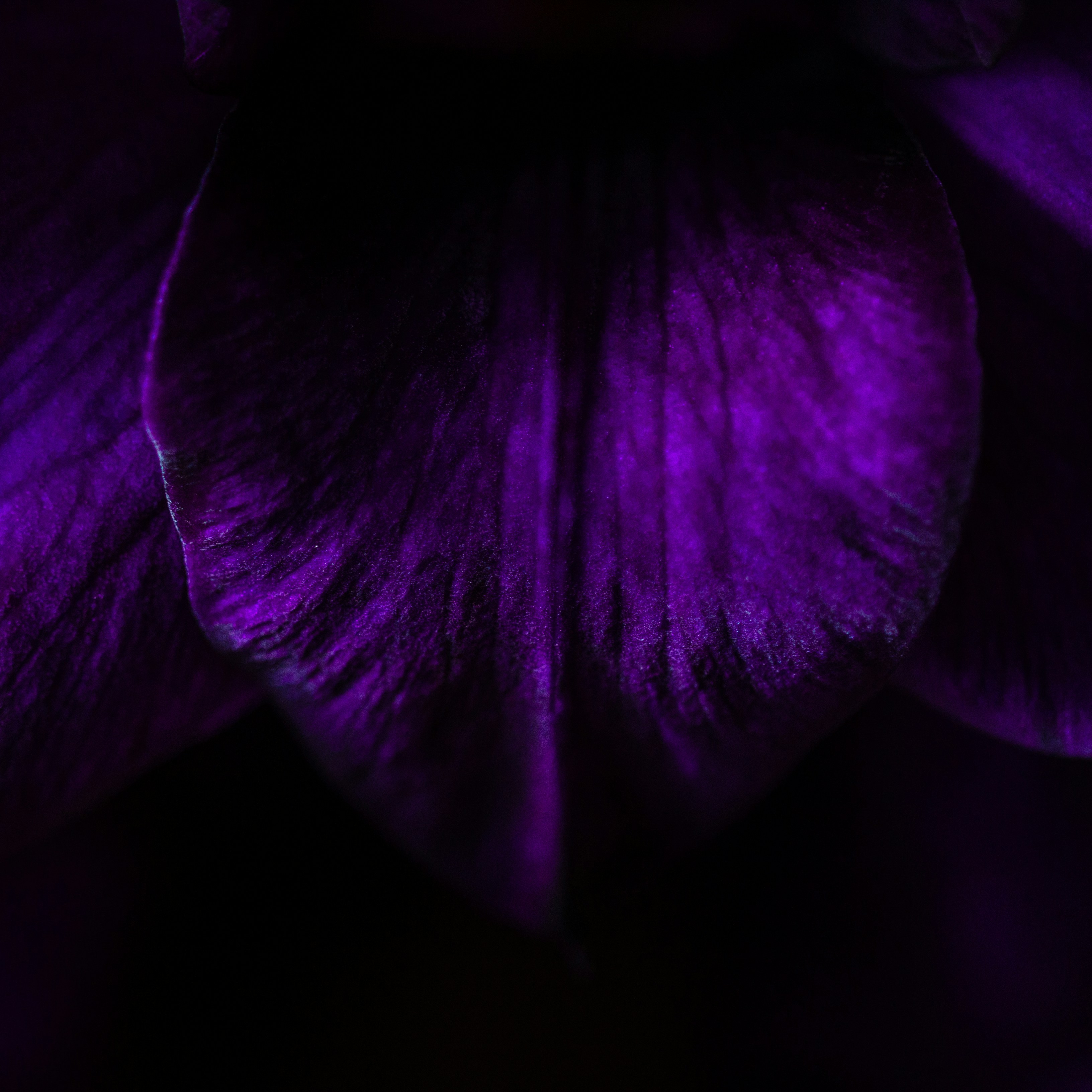 Close-up of Purple Flower Petal