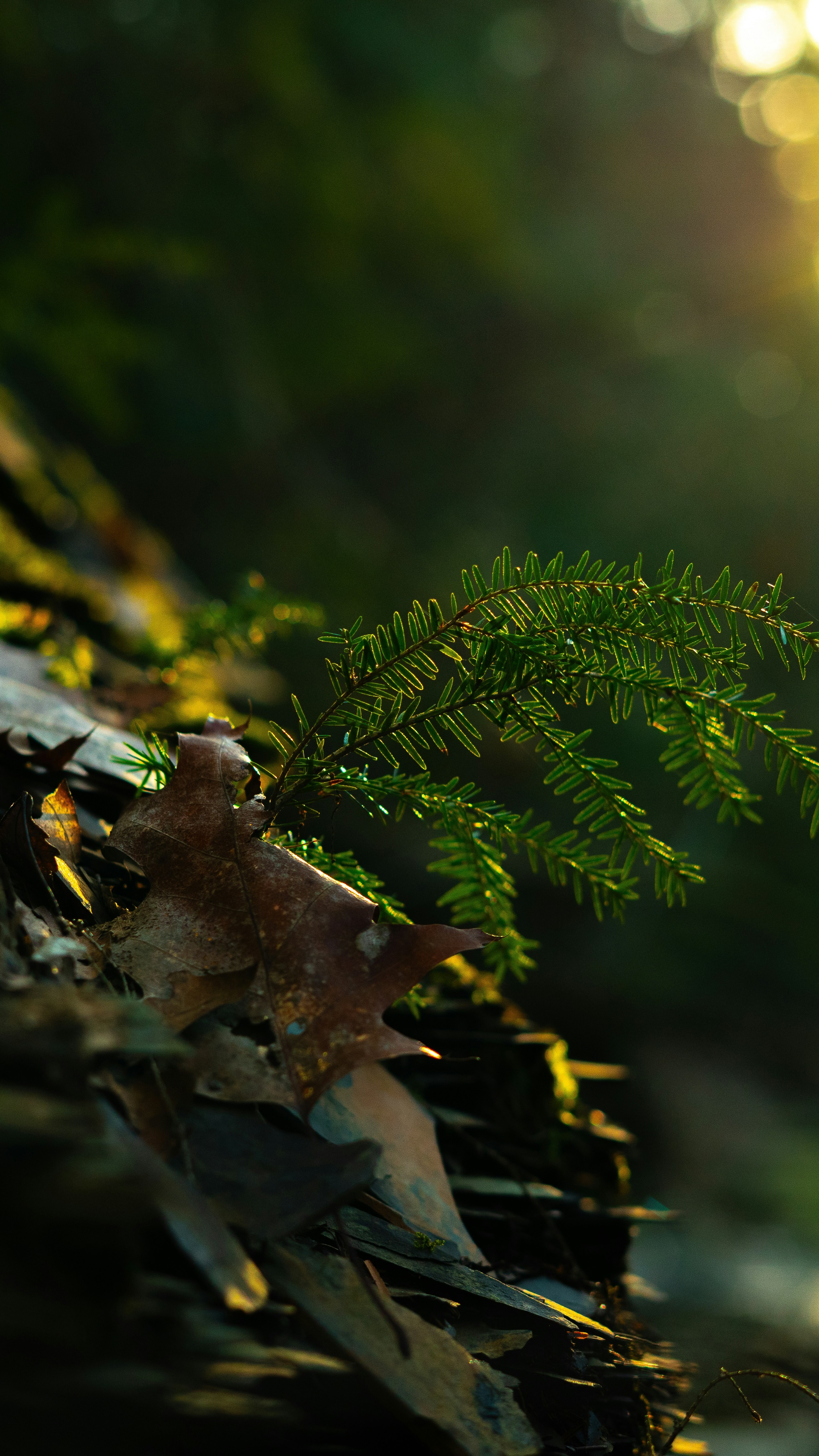 Wallpapers