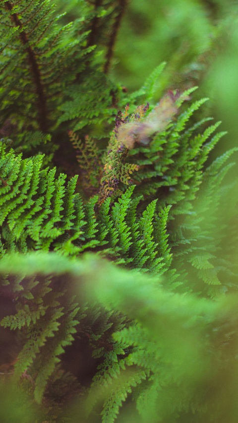 Lush Green Fern Fronds