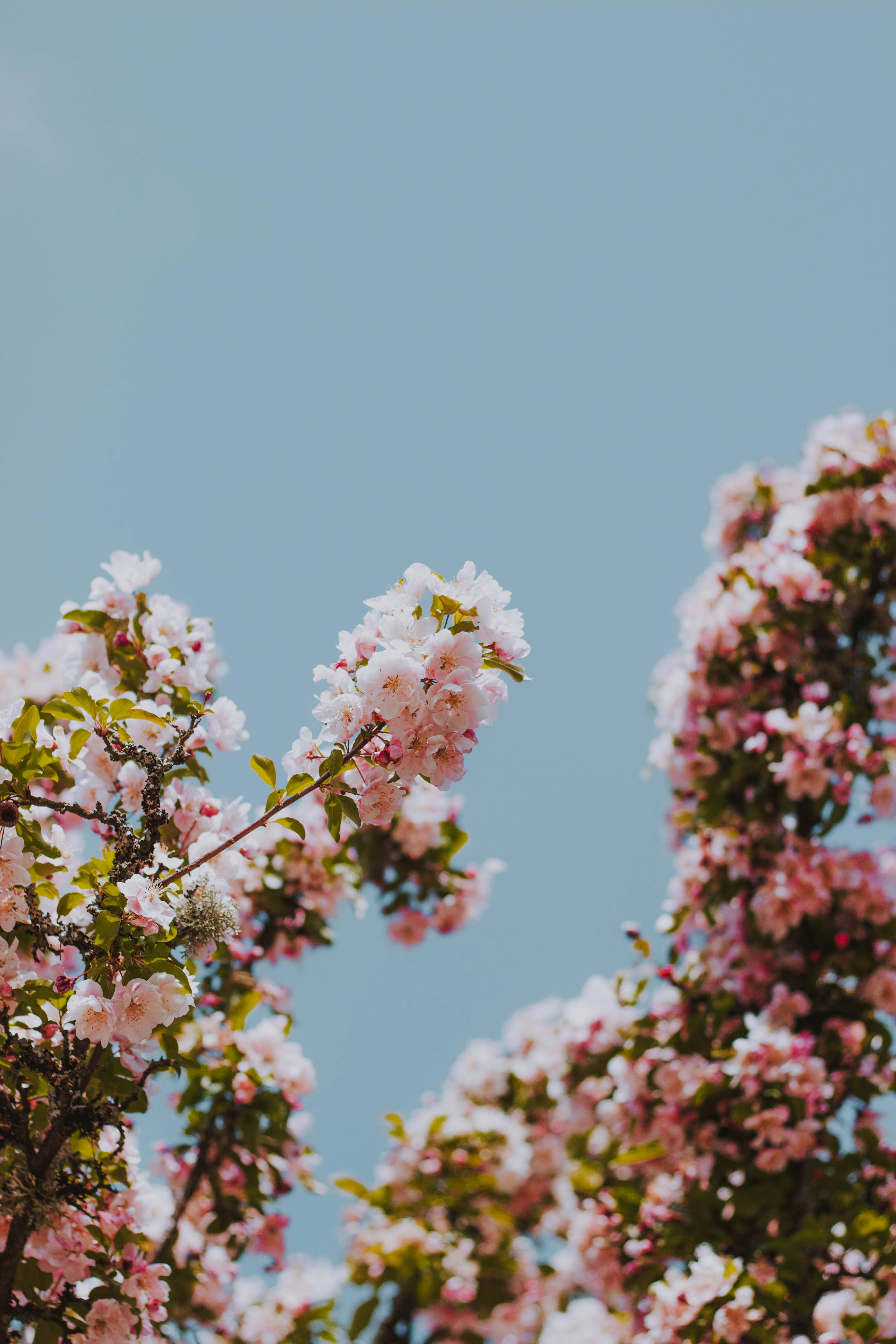 Pink Cherry Blossoms Under Blue Sky