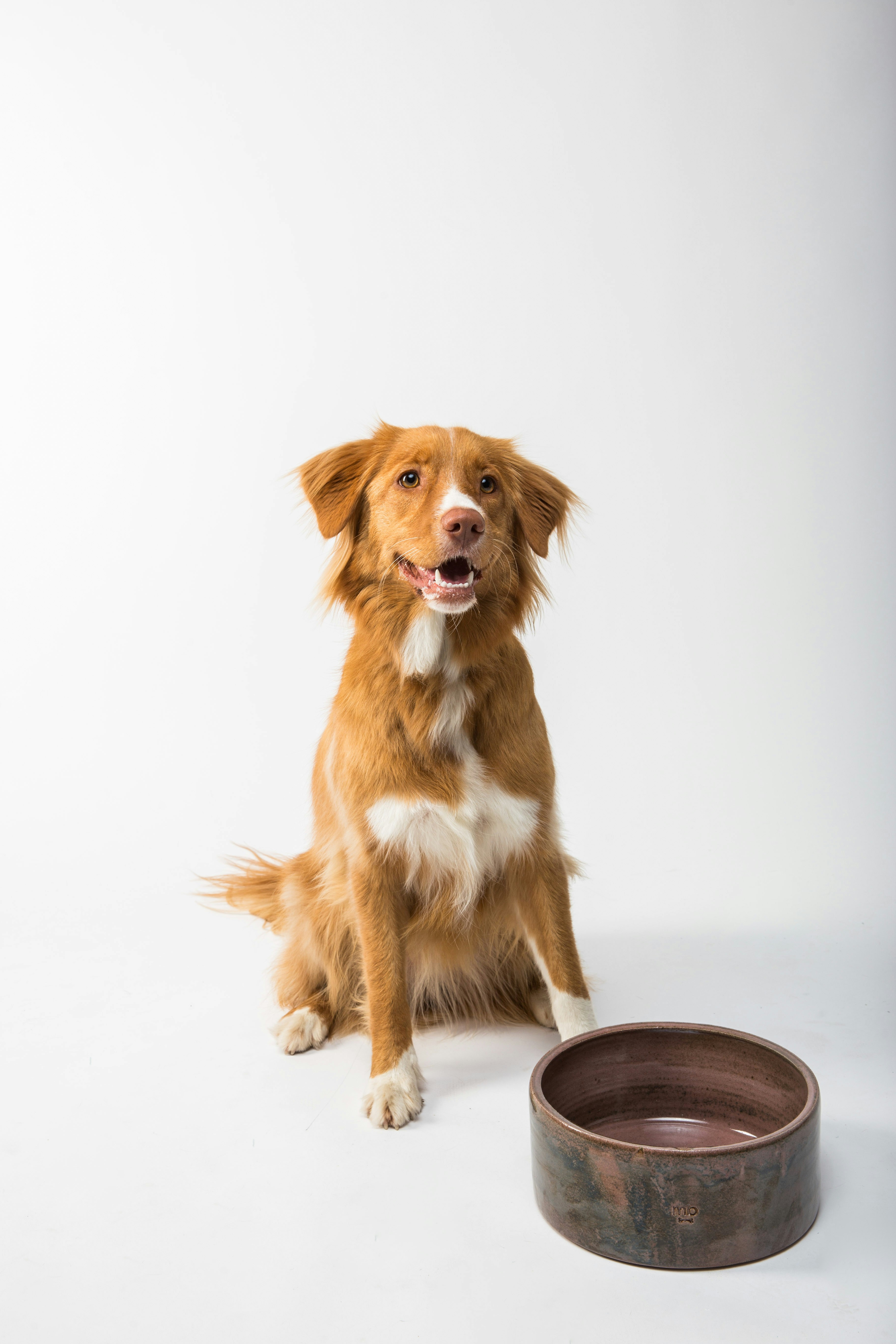 Ginger Dog Sitting Next To Dog Bowl