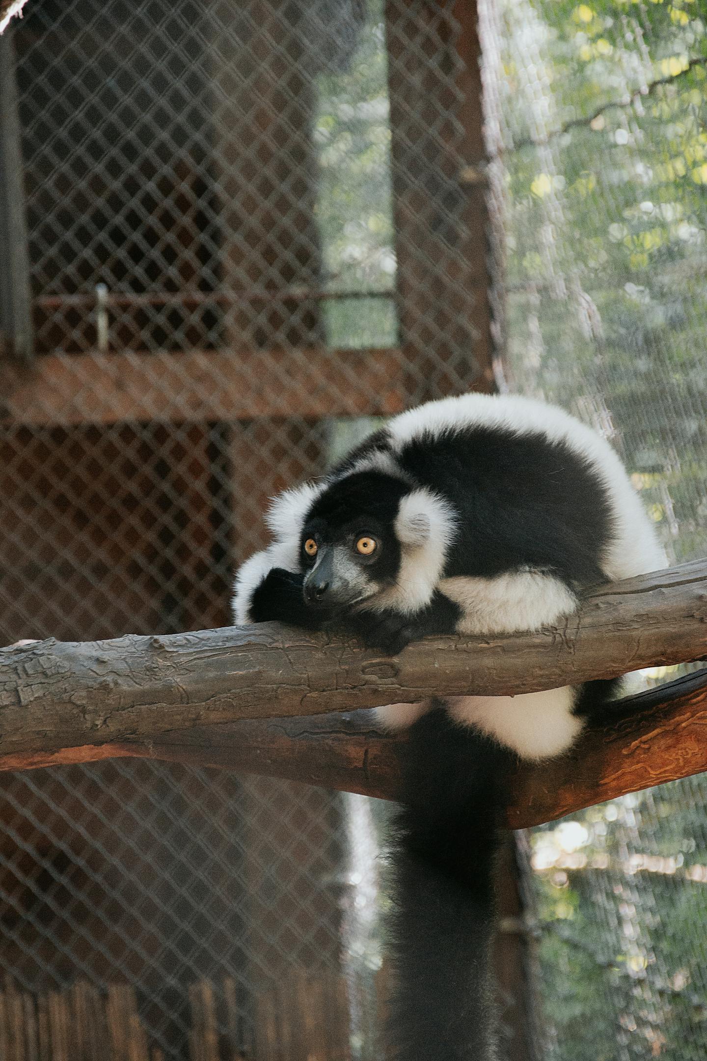 Black and White Ruffed Lemur on Branch