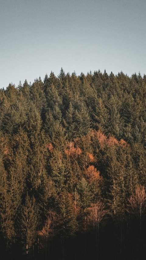 Forested Hillside with Autumn Trees