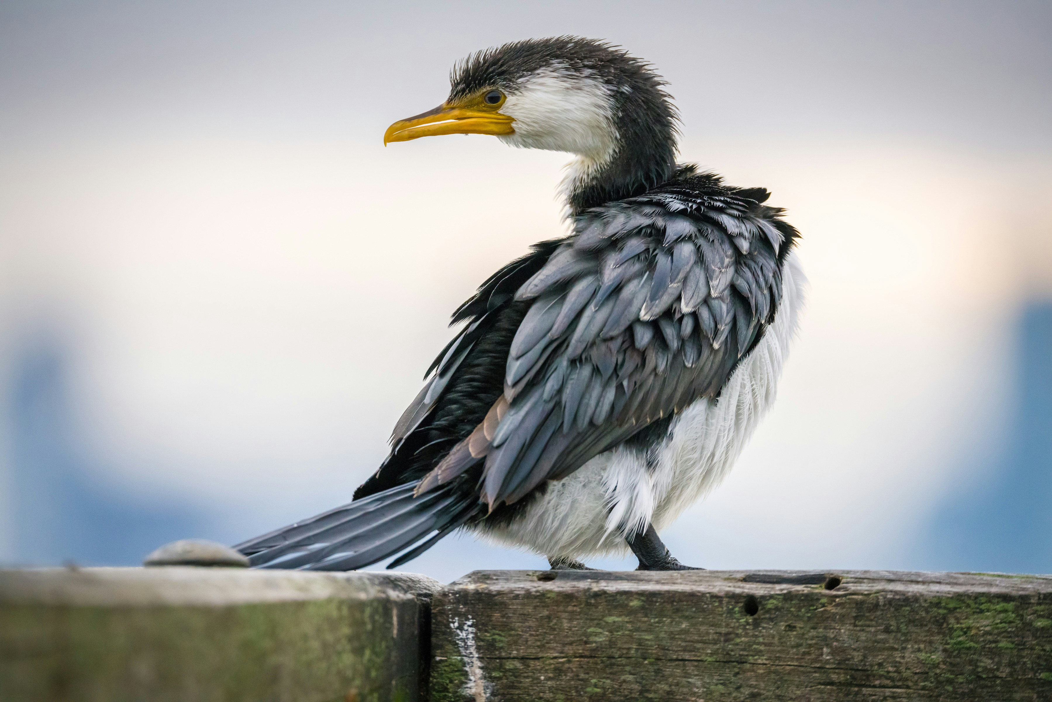 Pied Cormorant on Weathered Wooden Plank