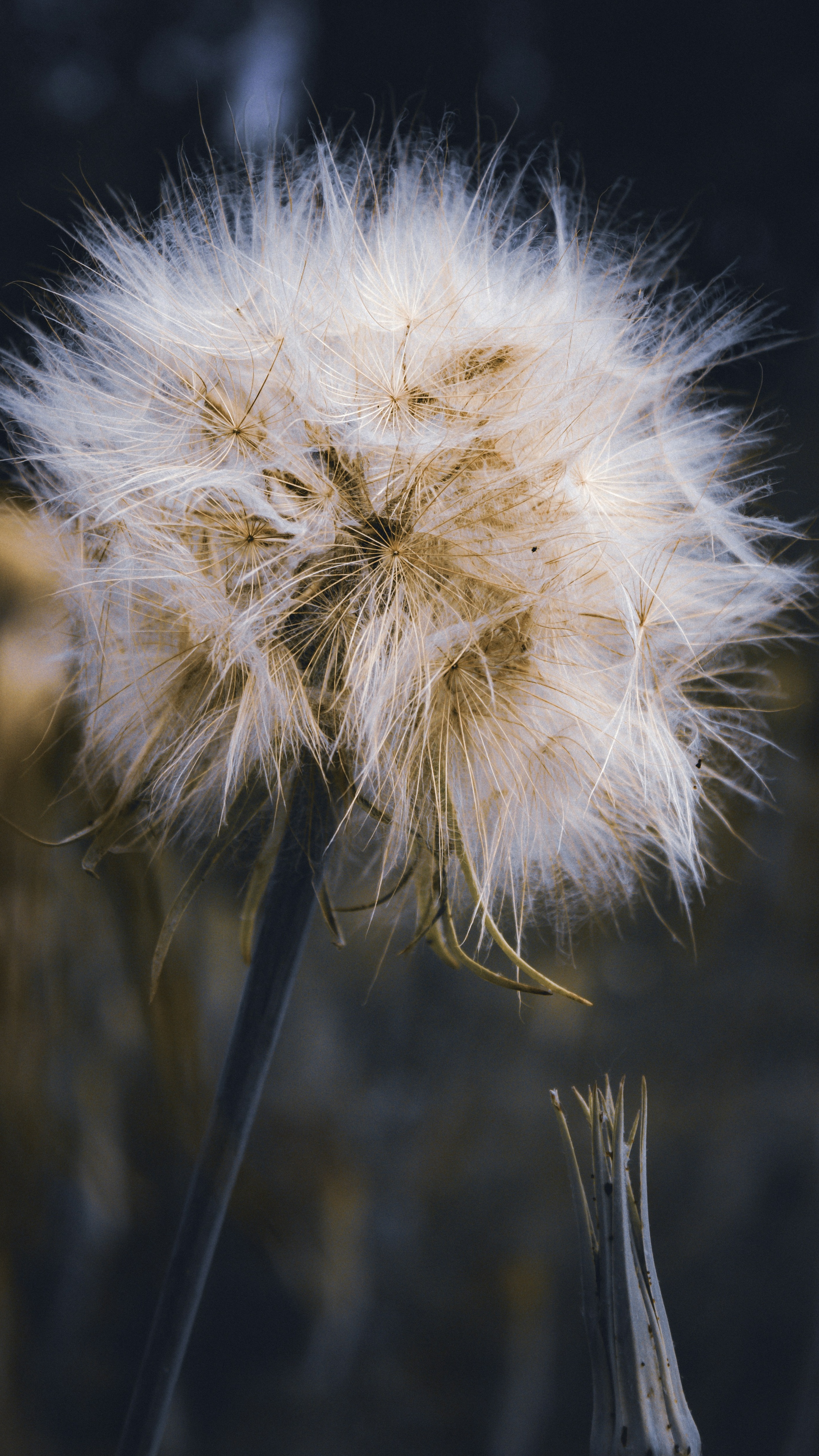 Fluffy Dandelion Seed Head