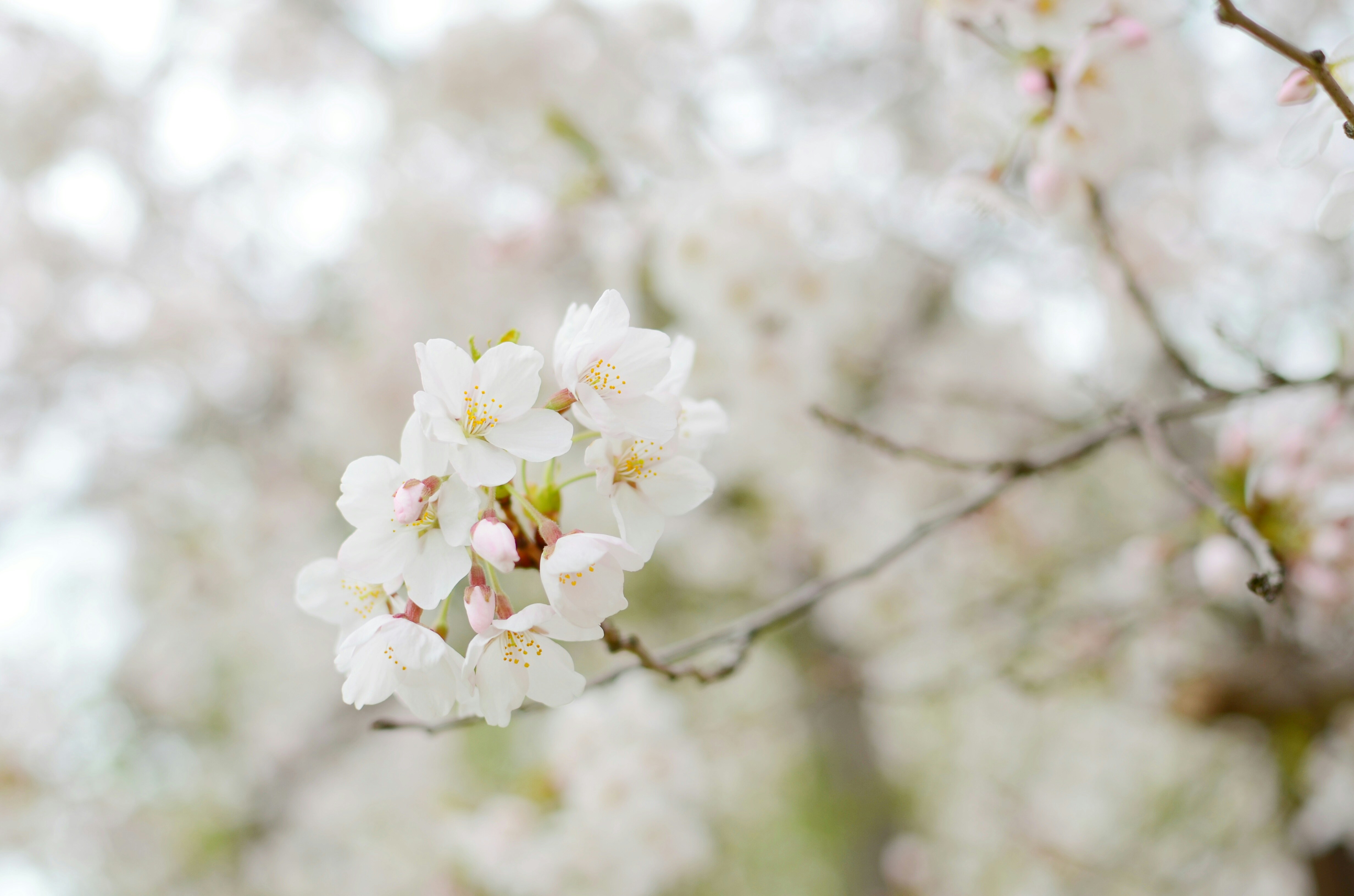 Blooming White Cherry Blossoms